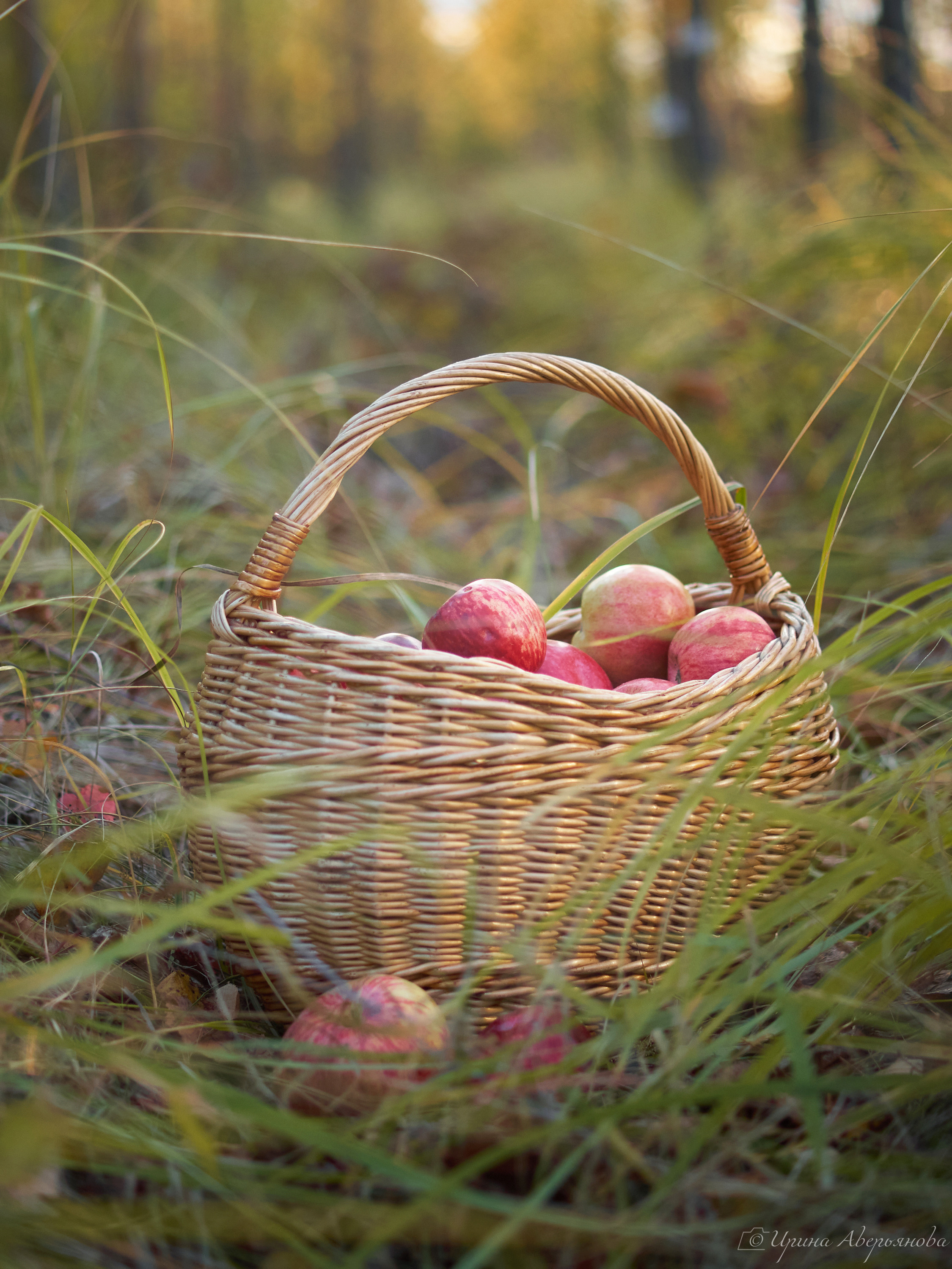 Осенняя фотосессия с яблоками. Фотограф в Ульяновске Ирина Аверьянова