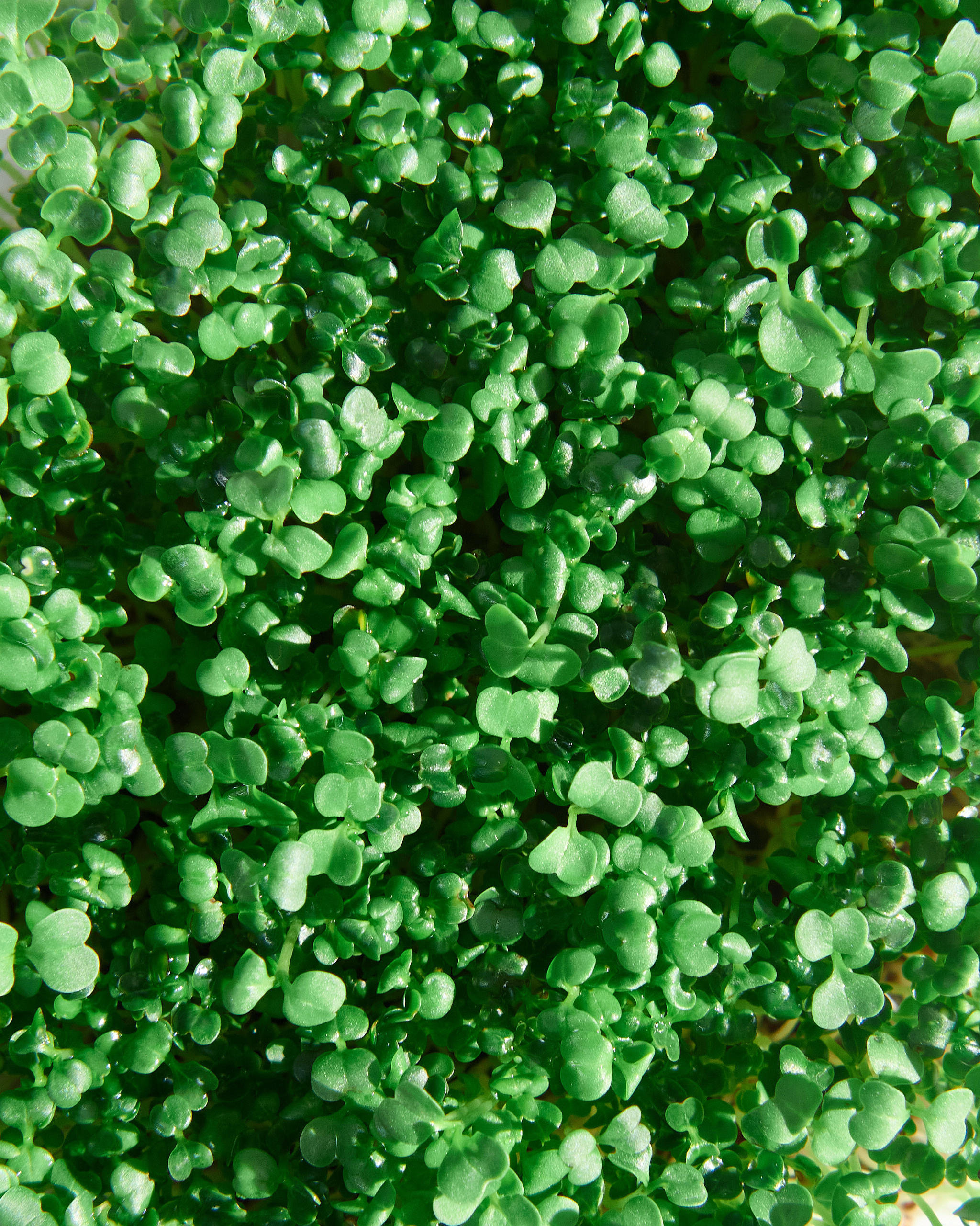 Контент-съёмка для соцсетей и маркетплейсов. Фотограф в Ульяновске Ирина Аверьянова