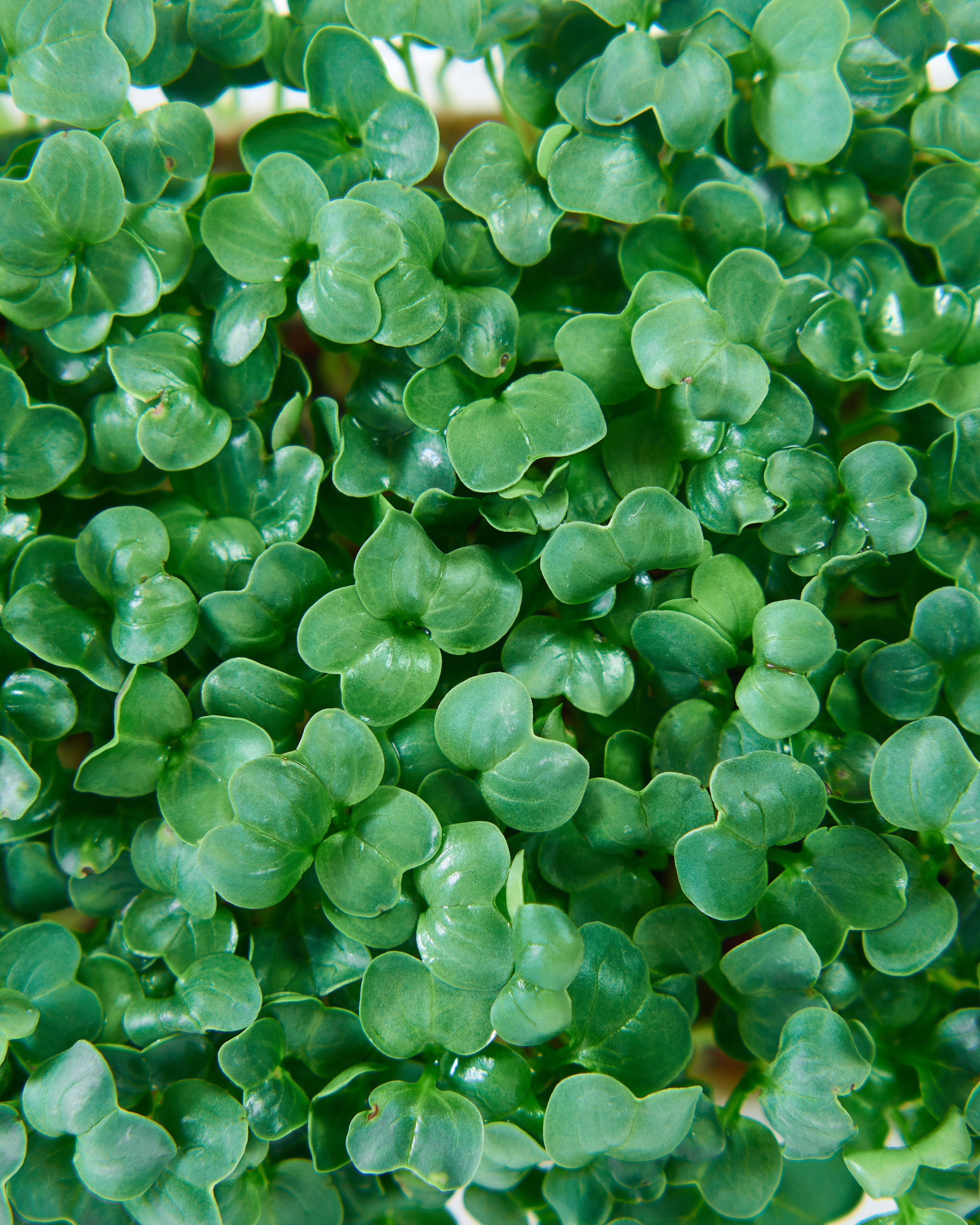 Контент-съёмка для соцсетей и маркетплейсов. Фотограф в Ульяновске Ирина Аверьянова