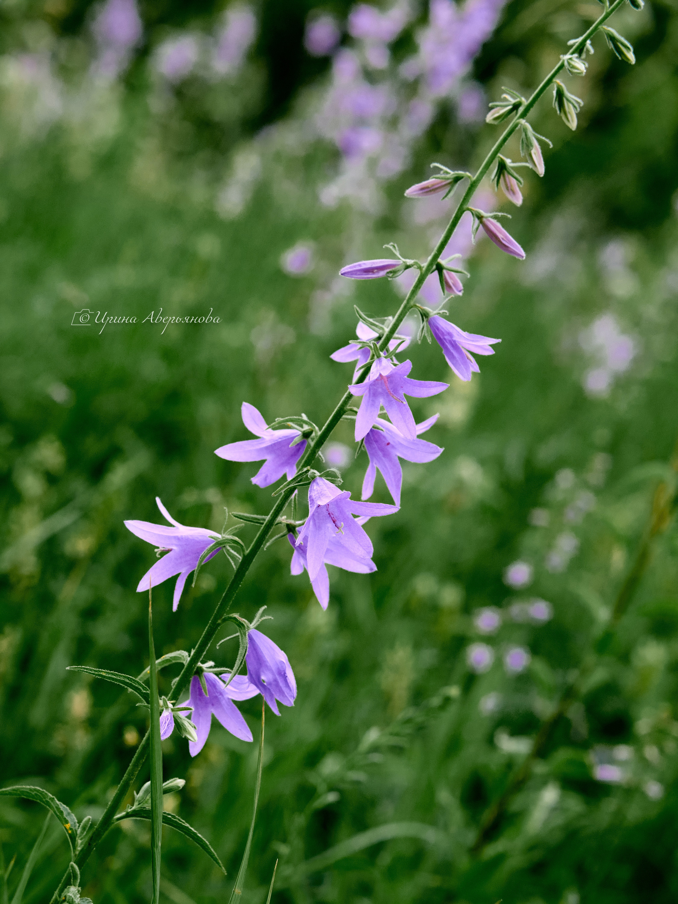 Поле с колокольчиками. Фотограф в Ульяновске Ирина Аверьянова
