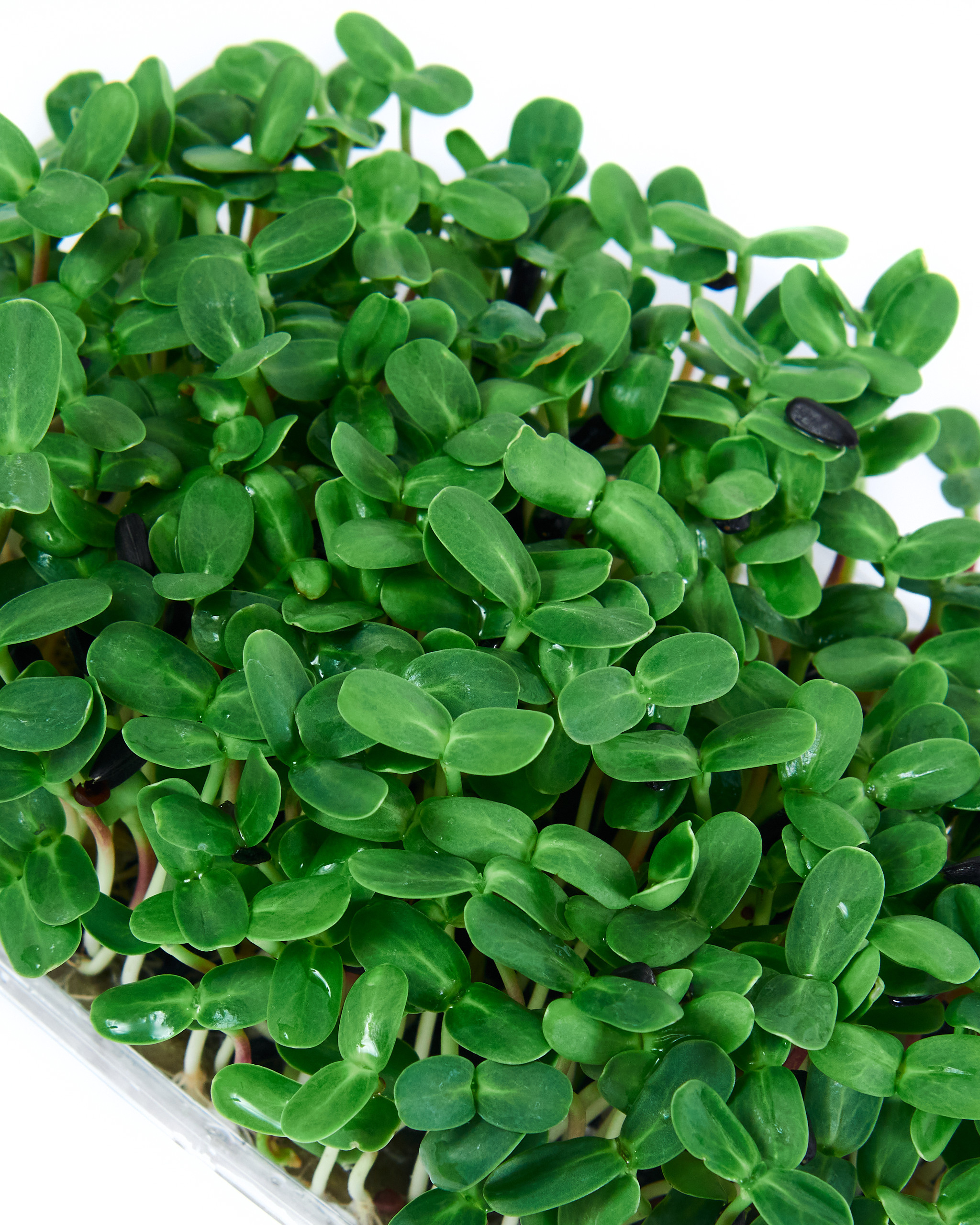 Контент-съёмка для соцсетей и маркетплейсов. Фотограф в Ульяновске Ирина Аверьянова