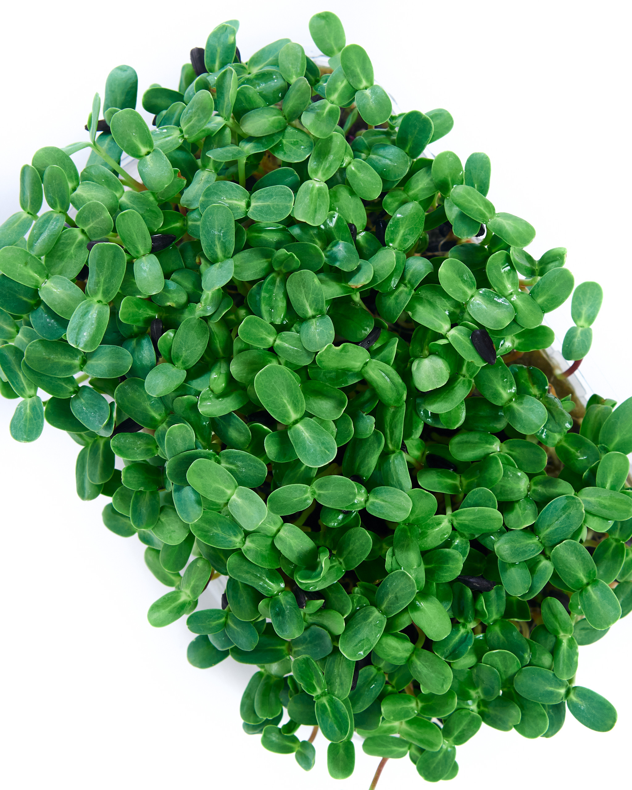 Контент-съёмка для соцсетей и маркетплейсов. Фотограф в Ульяновске Ирина Аверьянова