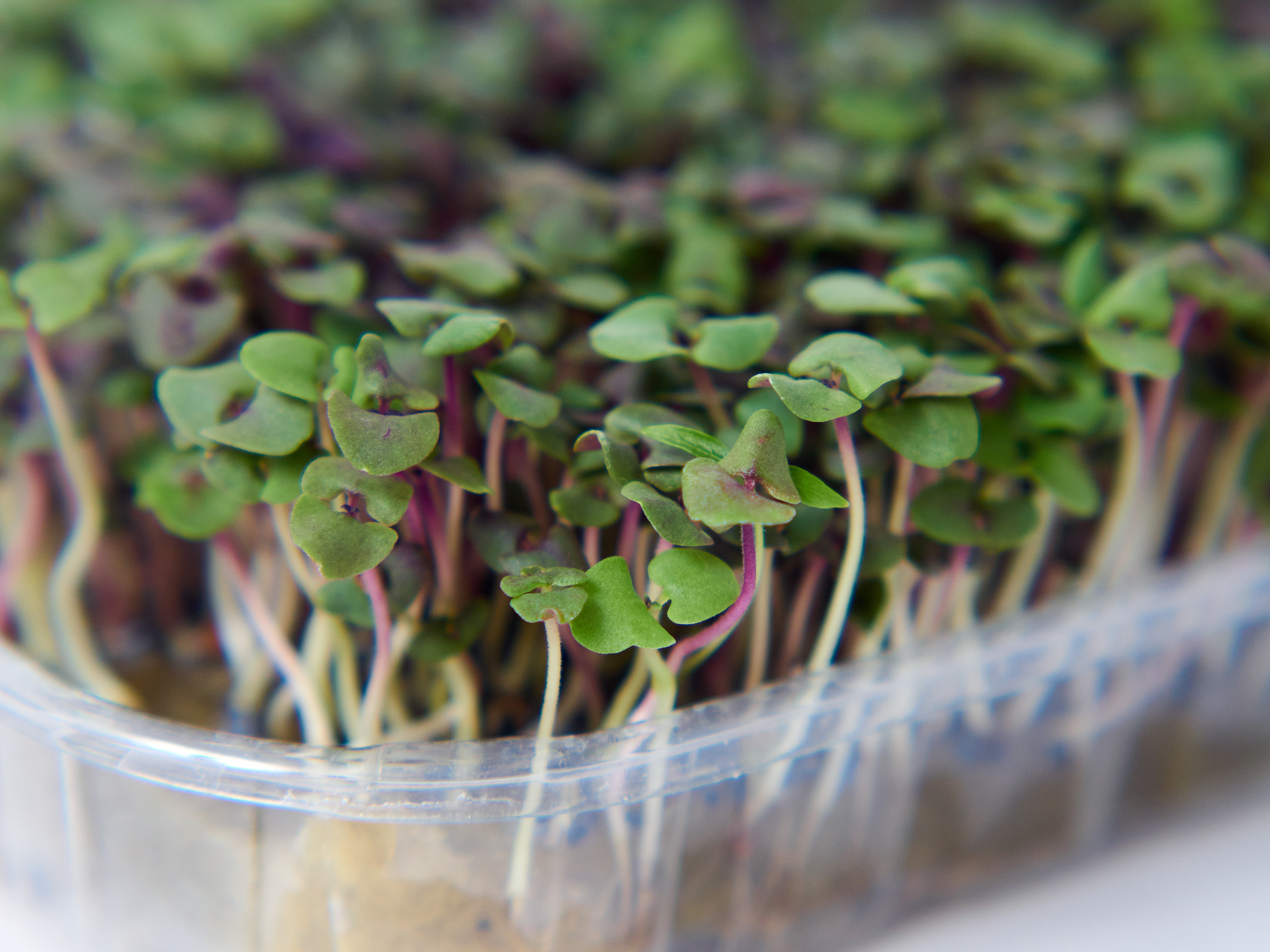 Контент-съёмка для соцсетей и маркетплейсов. Фотограф в Ульяновске Ирина Аверьянова