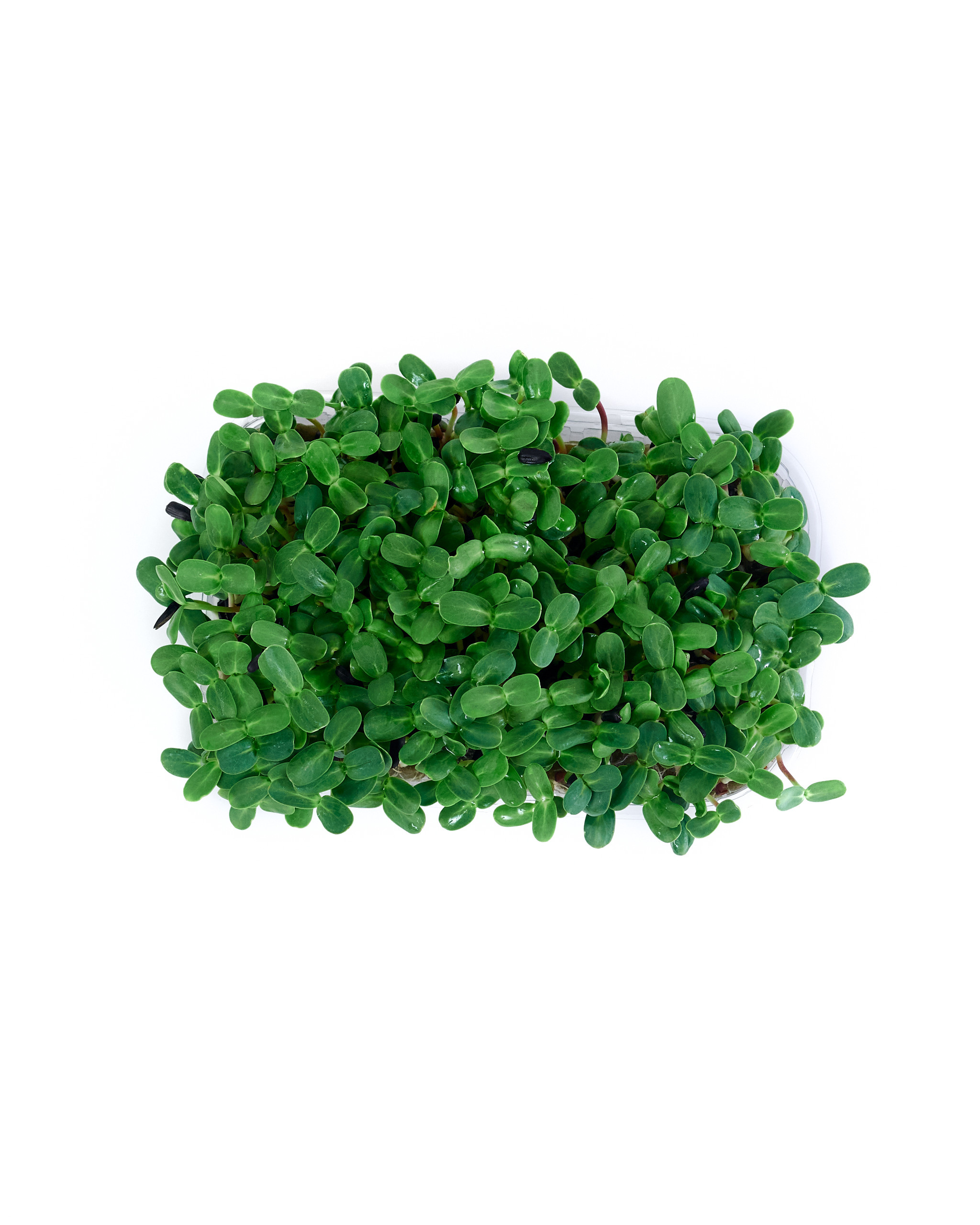 Контент-съёмка для соцсетей и маркетплейсов. Фотограф в Ульяновске Ирина Аверьянова