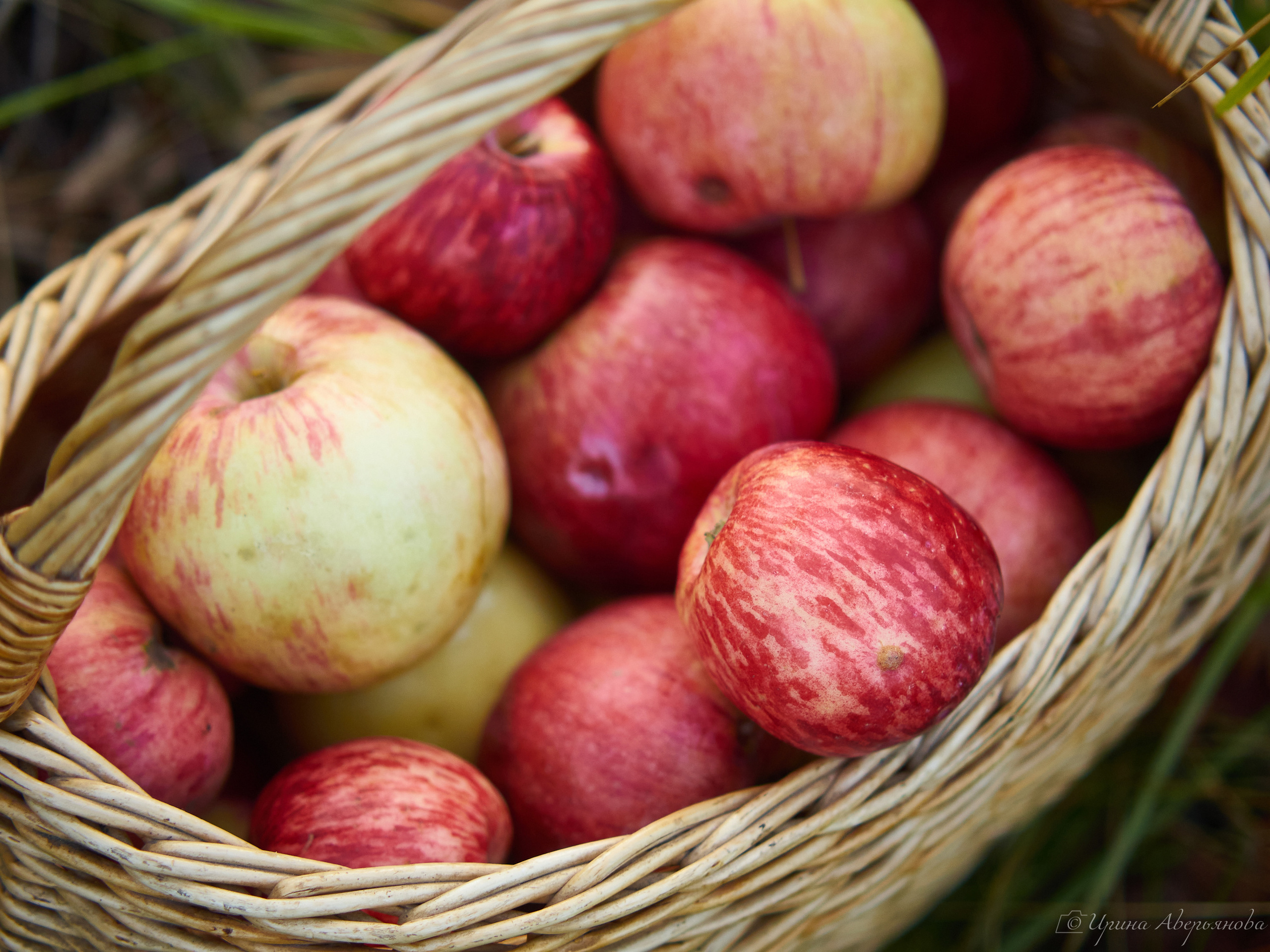 Осенняя фотосессия с яблоками. Фотограф в Ульяновске Ирина Аверьянова