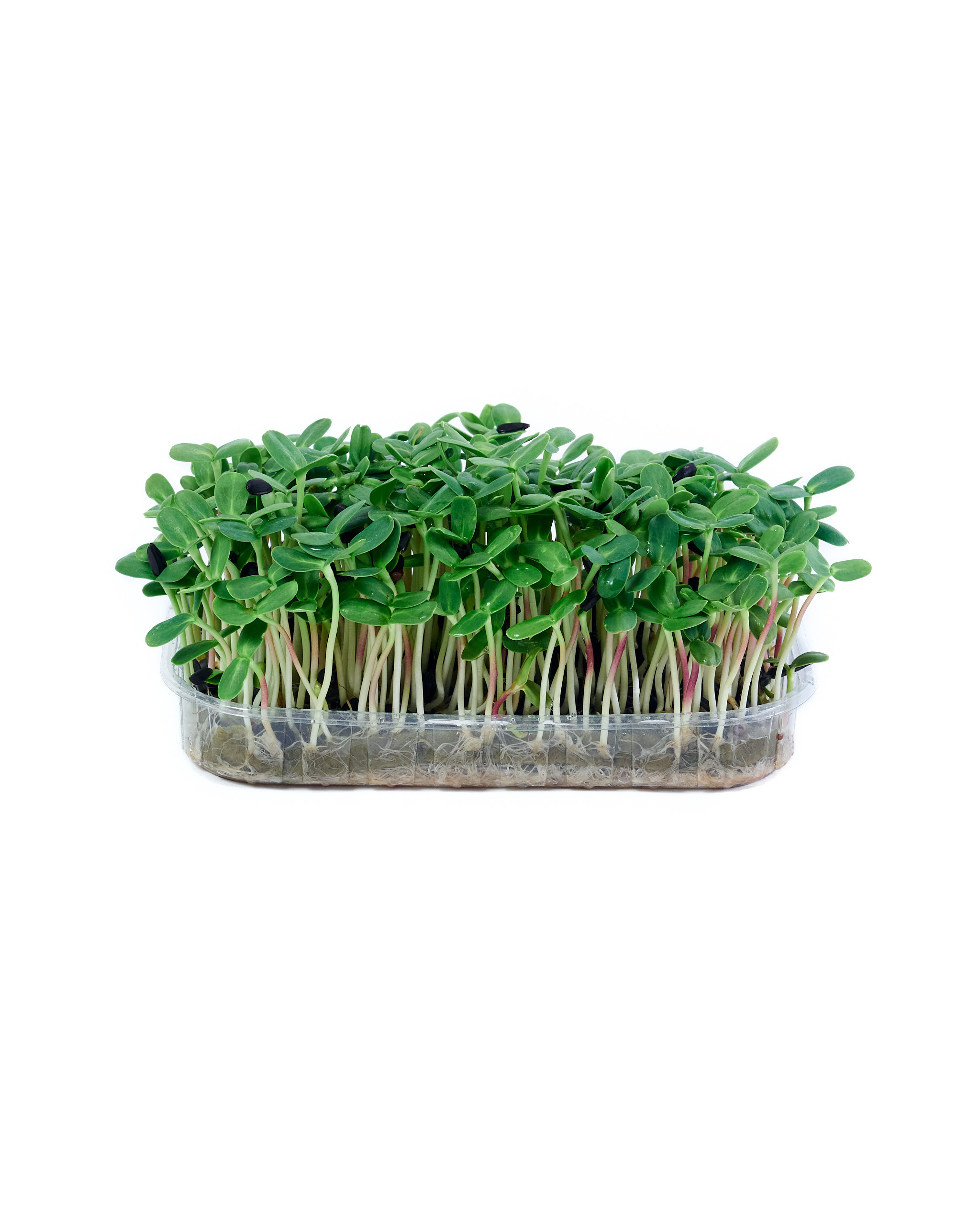 Контент-съёмка для соцсетей и маркетплейсов. Фотограф в Ульяновске Ирина Аверьянова