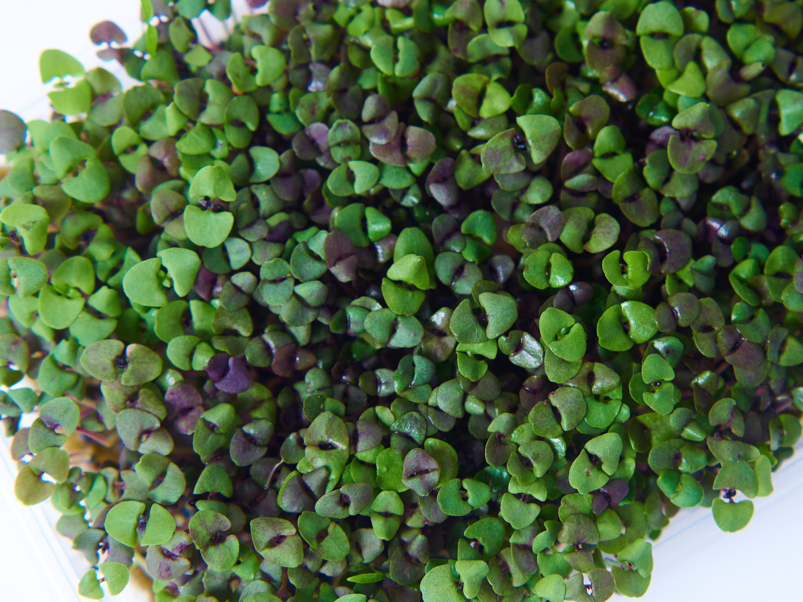 Контент-съёмка для соцсетей и маркетплейсов. Фотограф в Ульяновске Ирина Аверьянова