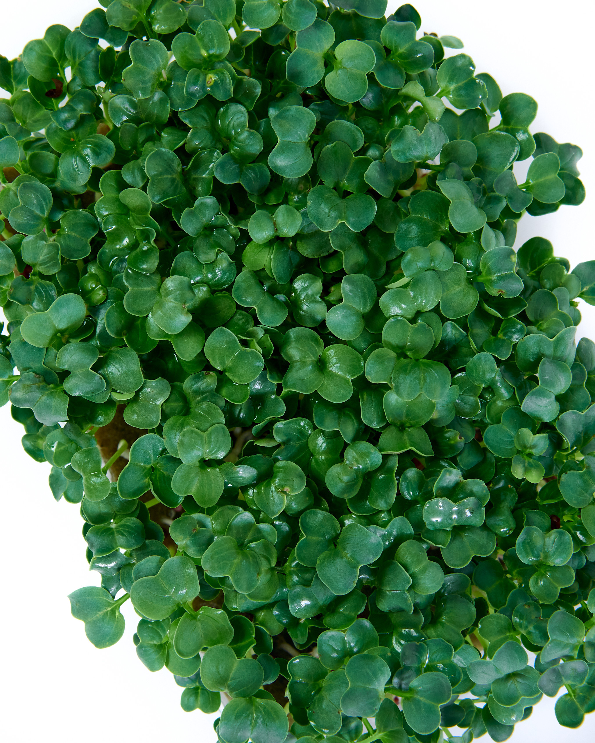 Контент-съёмка для соцсетей и маркетплейсов. Фотограф в Ульяновске Ирина Аверьянова