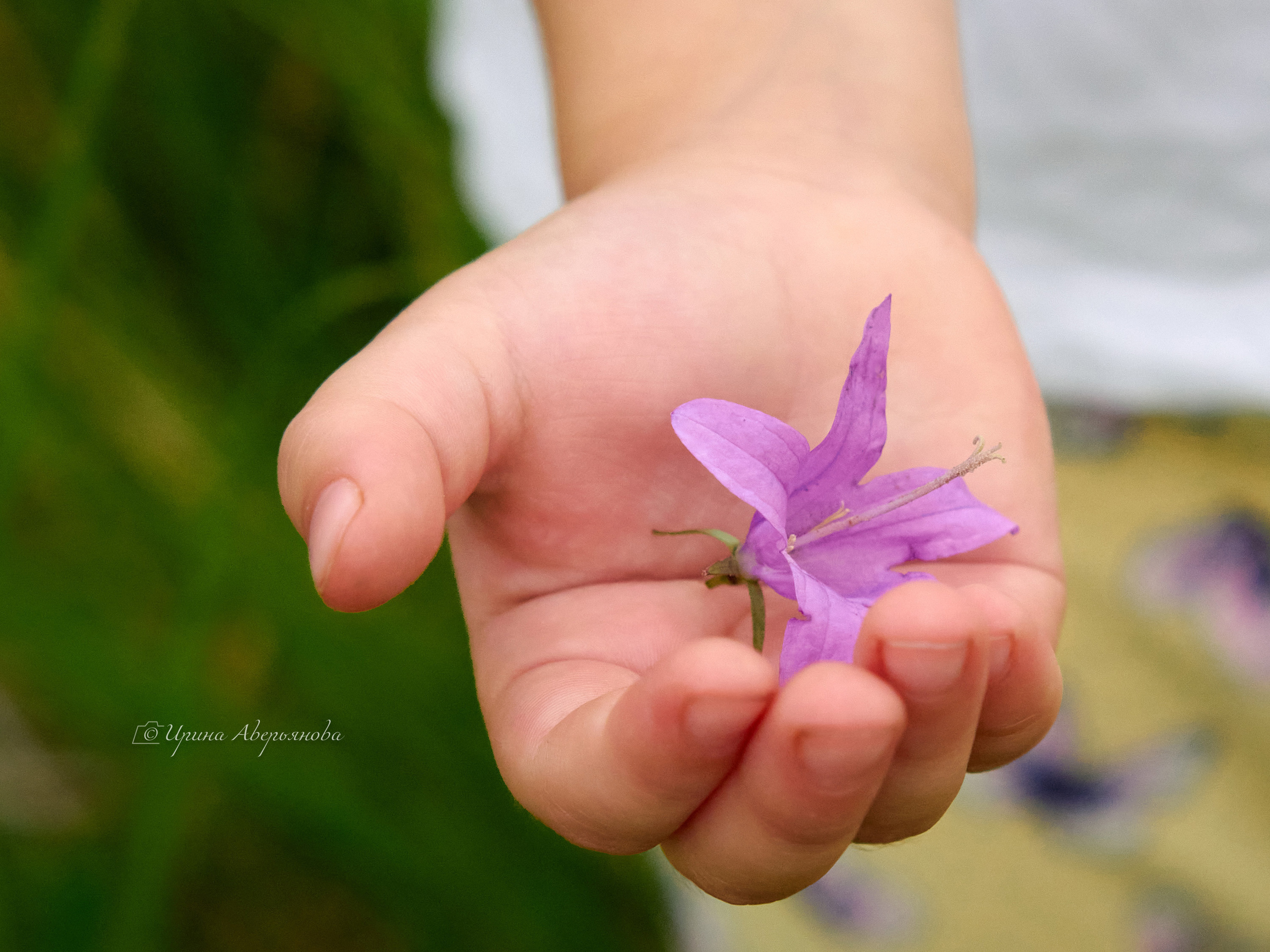 Поле с колокольчиками. Фотограф в Ульяновске Ирина Аверьянова
