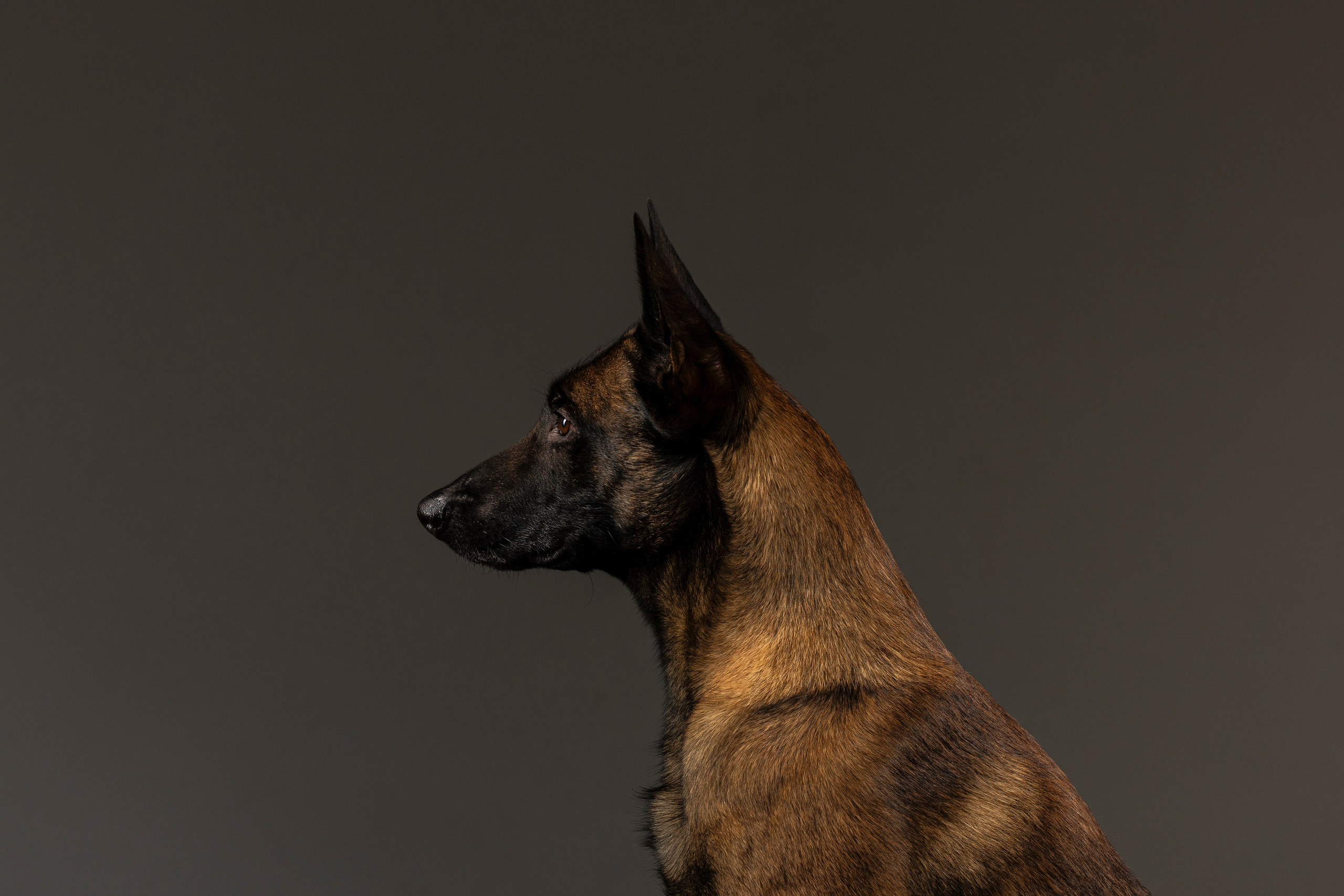 Студия. Фотограф-анималист Анна Маринич