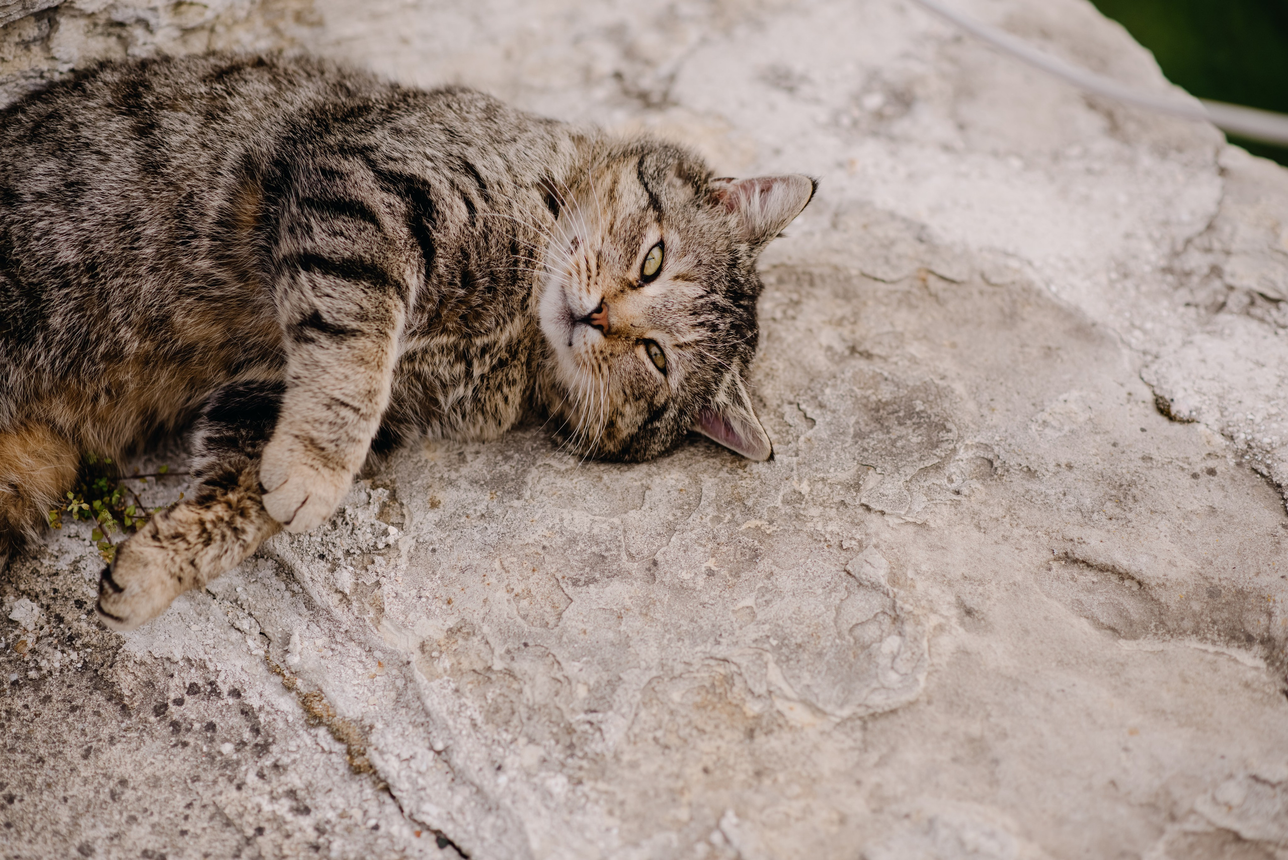 Прогулка в Шато Андре. Свадебный фотограф в Краснодаре и Сочи Комолова Екатерина