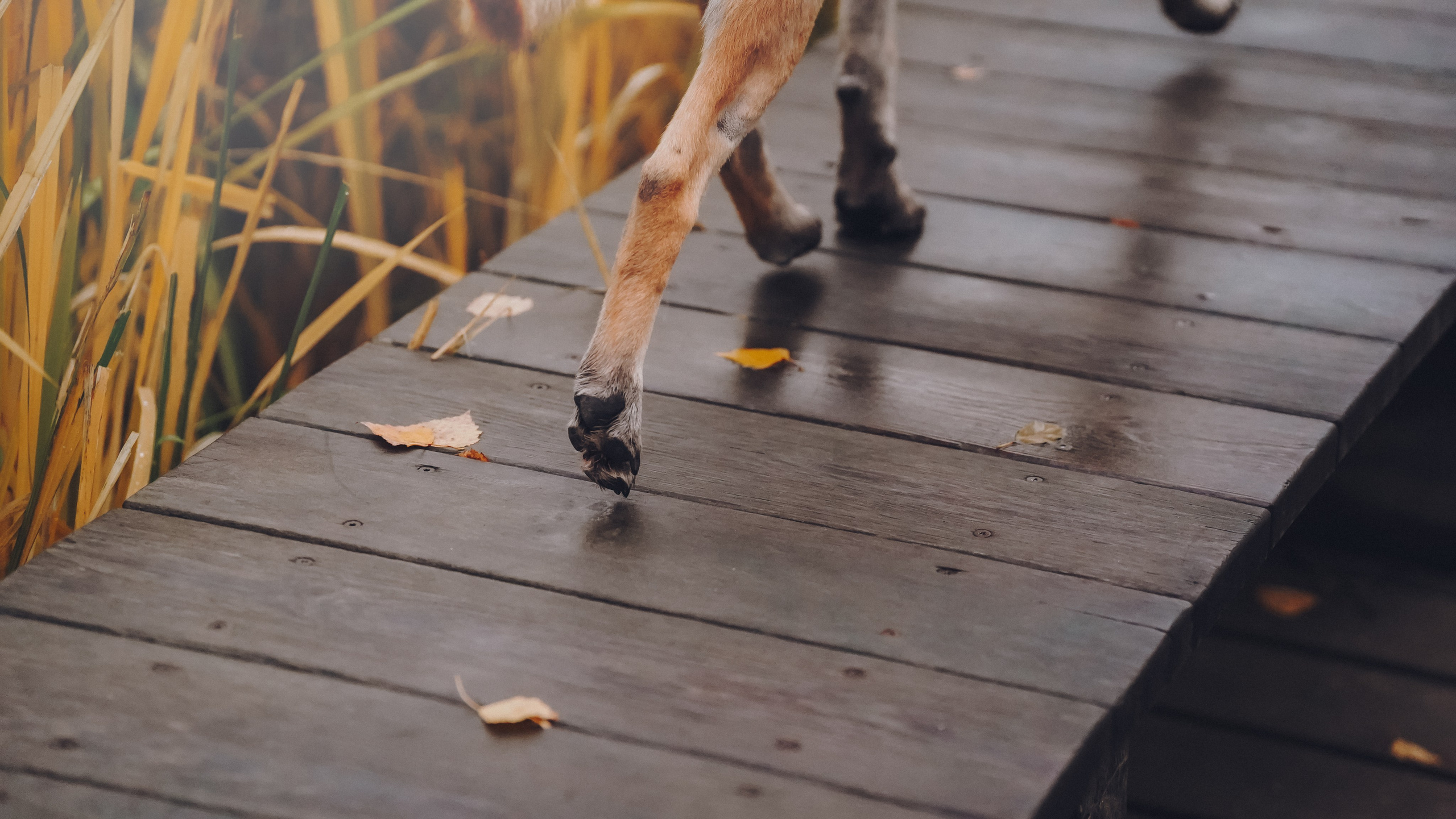 Наталия, Иван и Урса. Фотограф анималист в Москве и Санкт-Петербурге Свиридова Анна