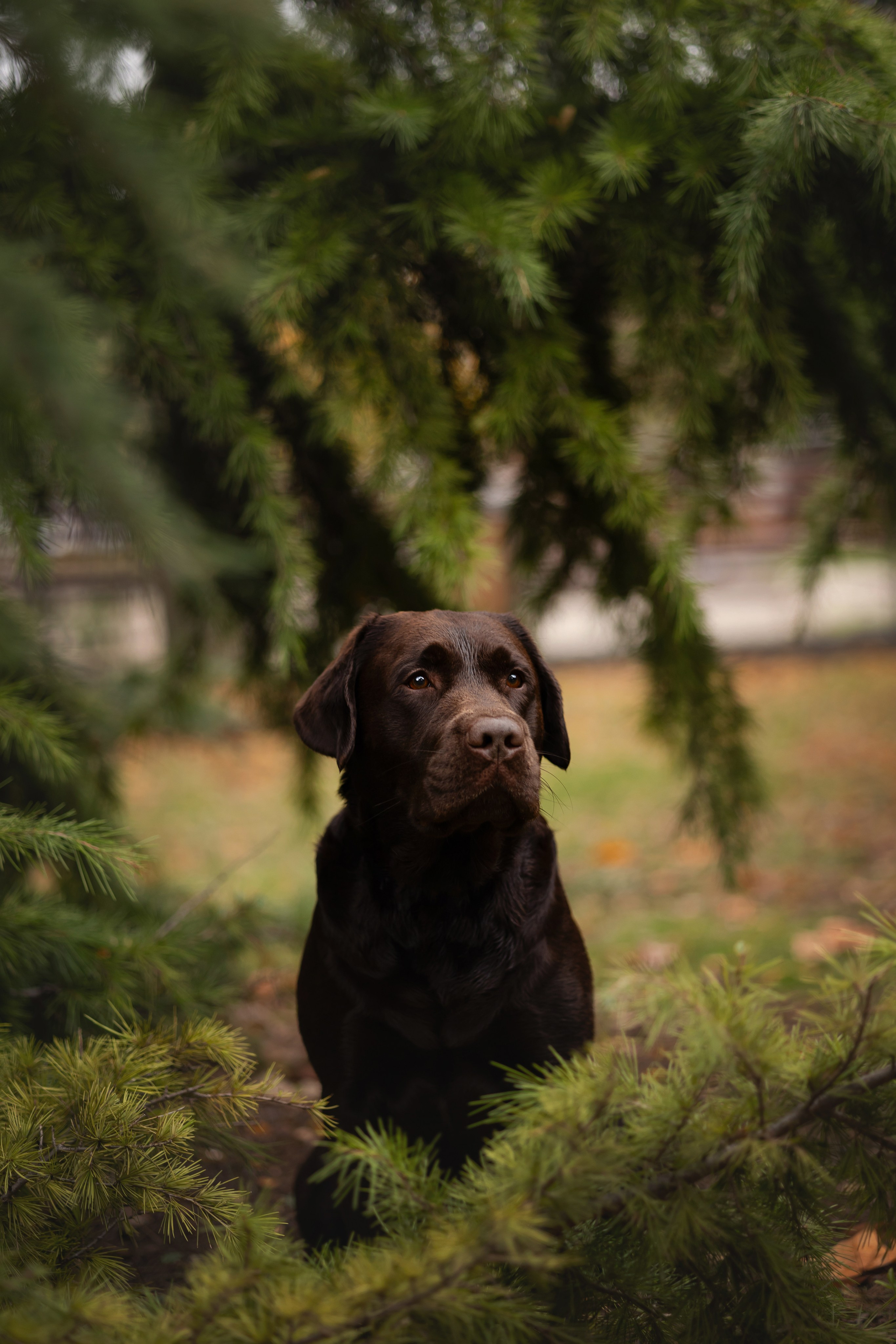 Фотосессия в центре Севастополя. Фотограф-анималист в Краснодаре Маша Мельникова