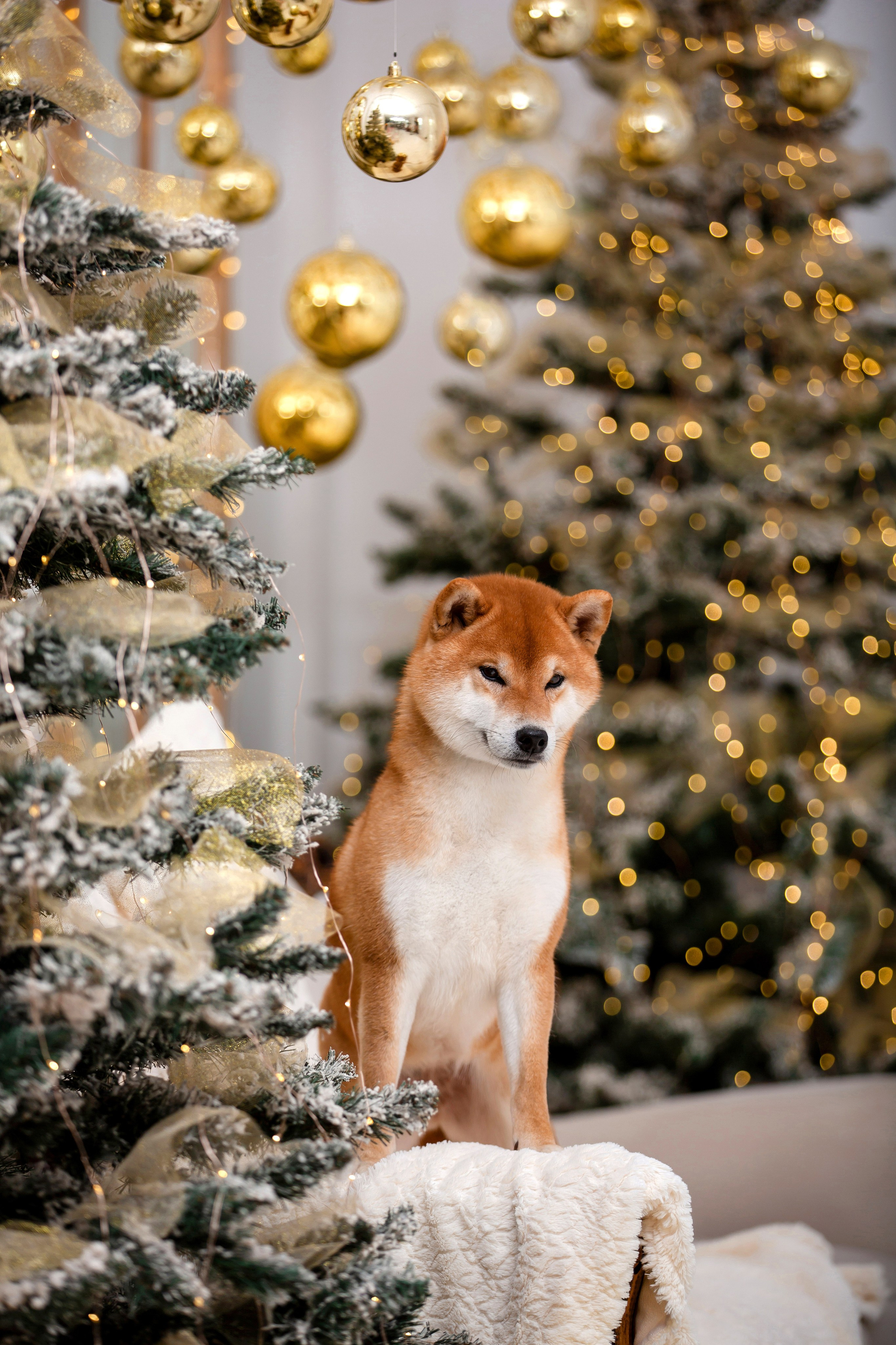 Экстерьерная съёмка Краснодар. Фотограф-анималист в Краснодаре Маша Мельникова