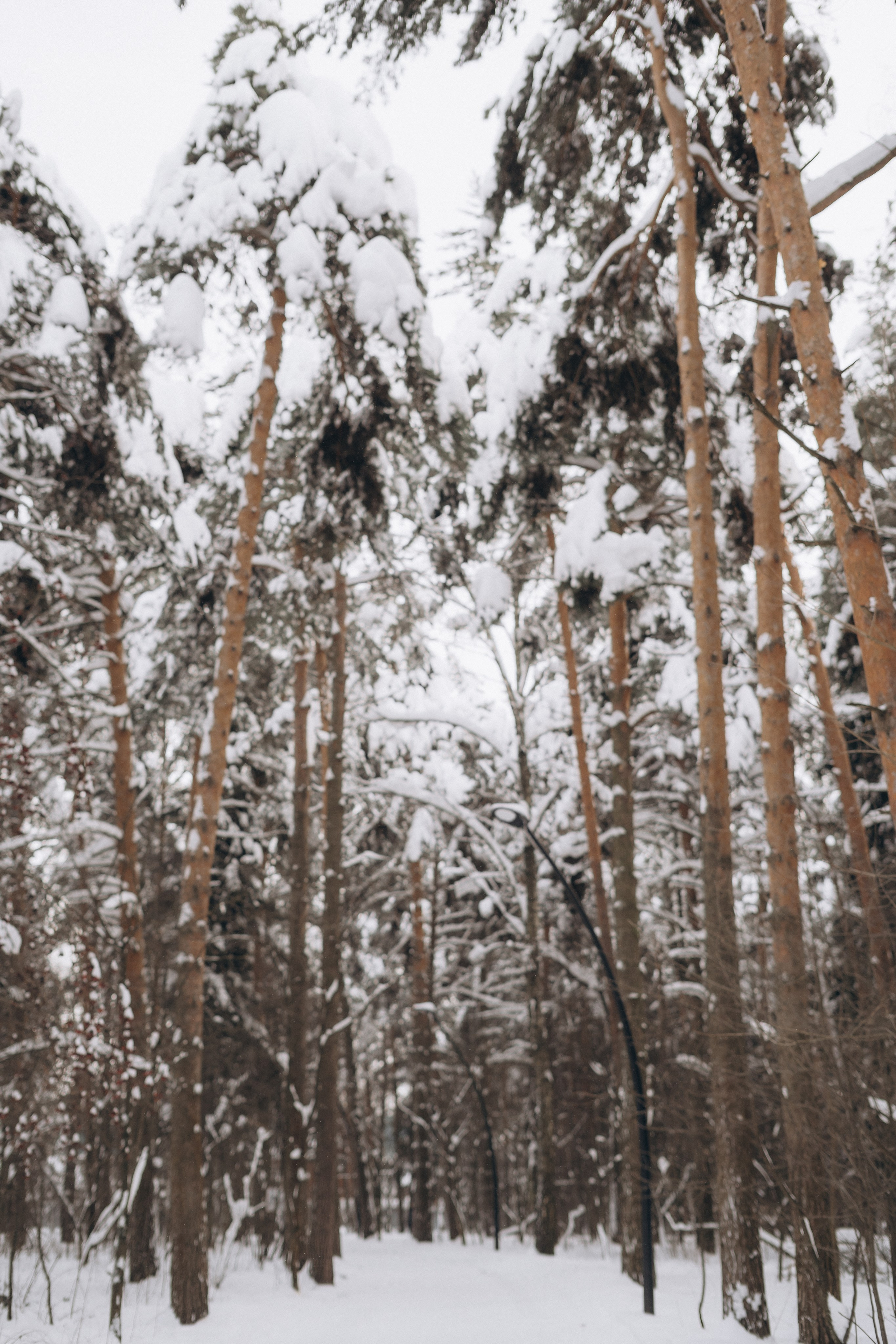 Зимняя прогулка. Фотограф Марина Котельникова