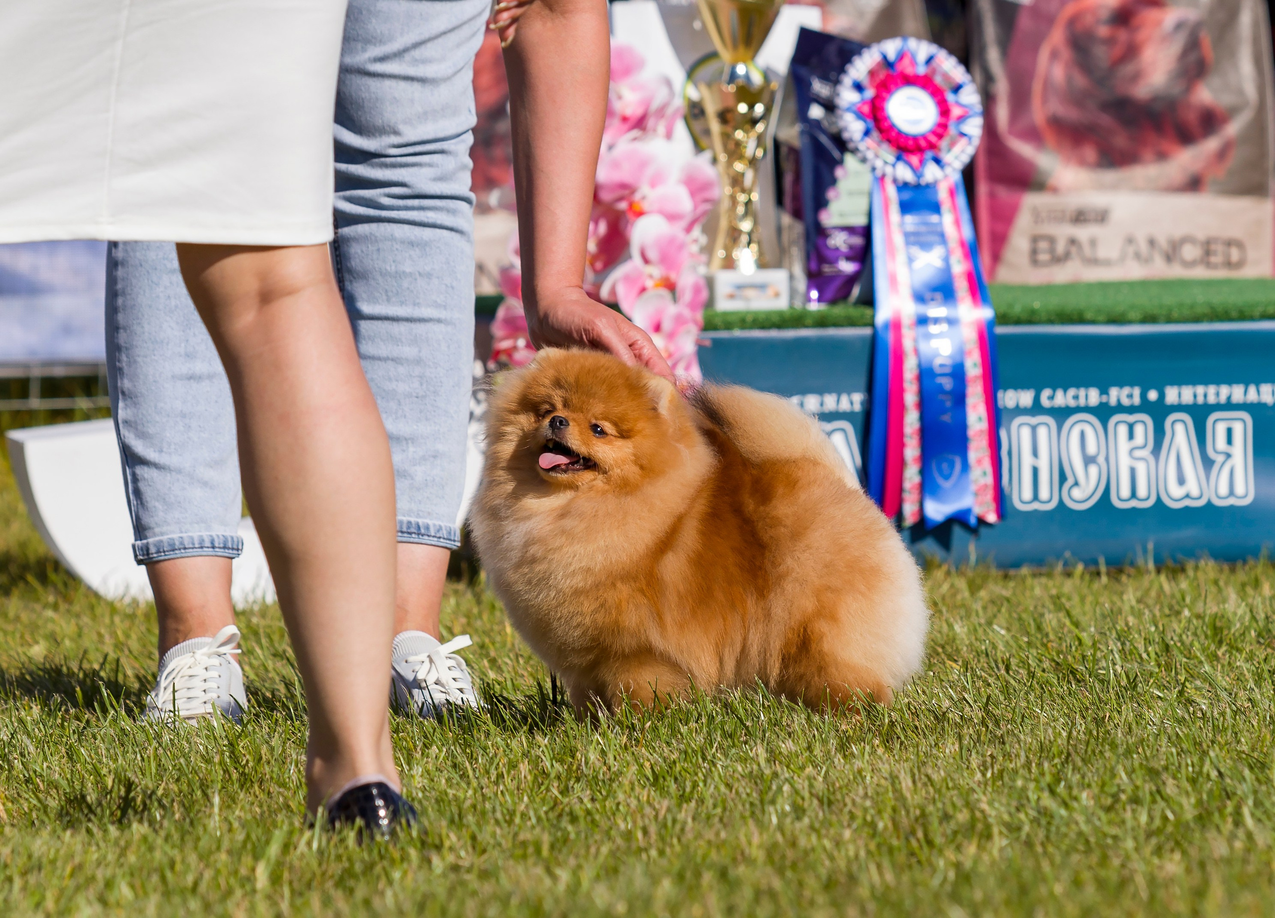 Выставки. Фотограф — анималист Татьяна Ли