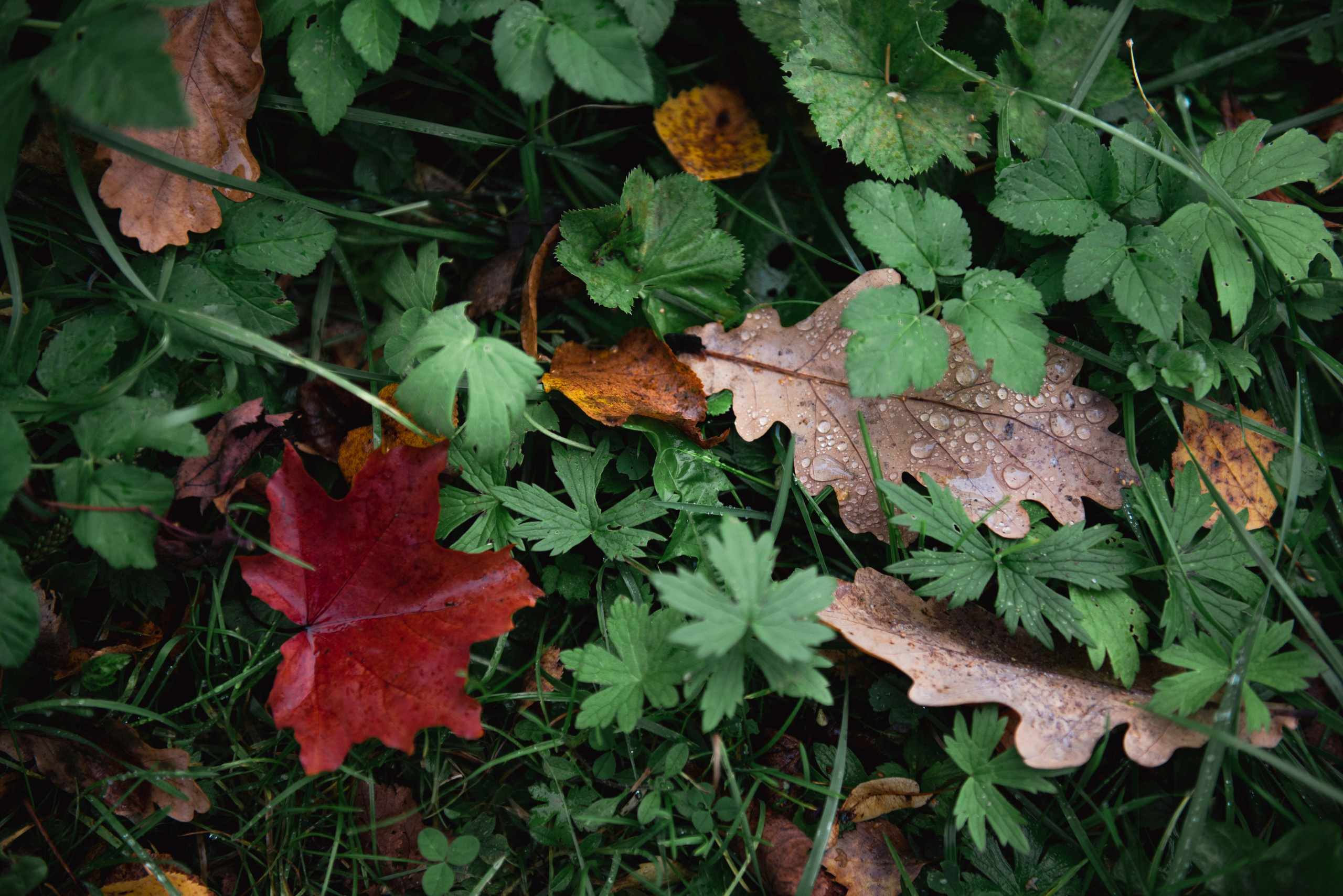 Осень. Портретный и архитектурный фотограф в Москве и Санкт-Петербурге