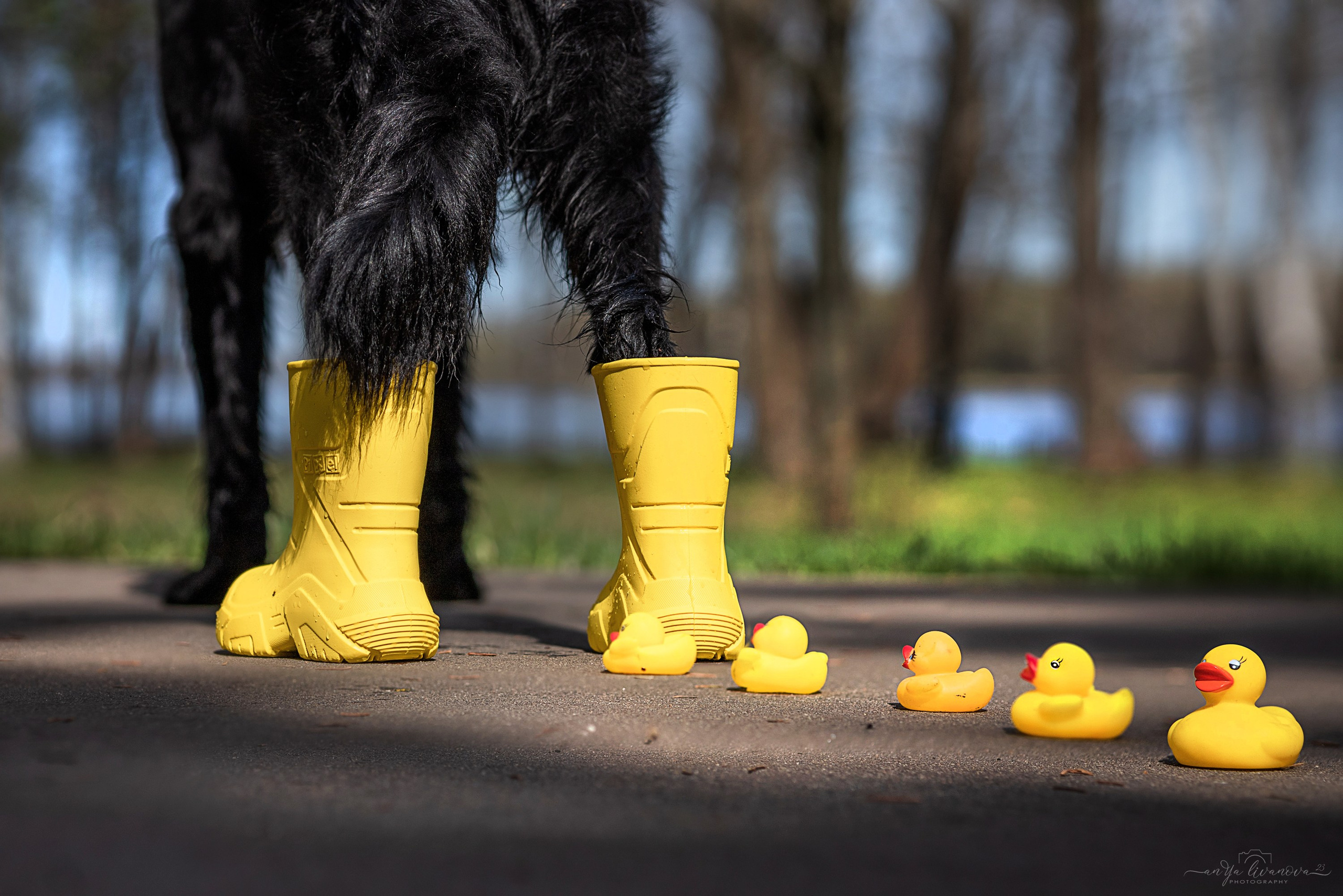 Солнышки. Фотограф анималист Аня Ливанова | Рыбинск
