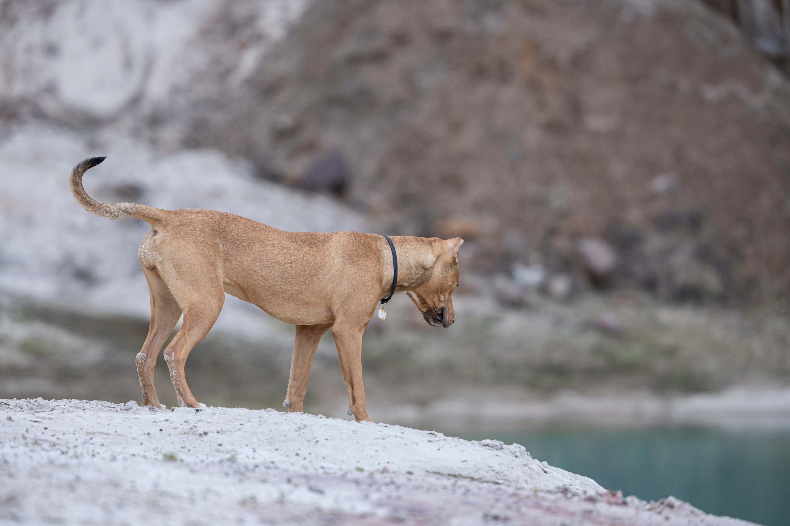 Лужские Мальдивы. Фотограф-анималист Анна Маринич