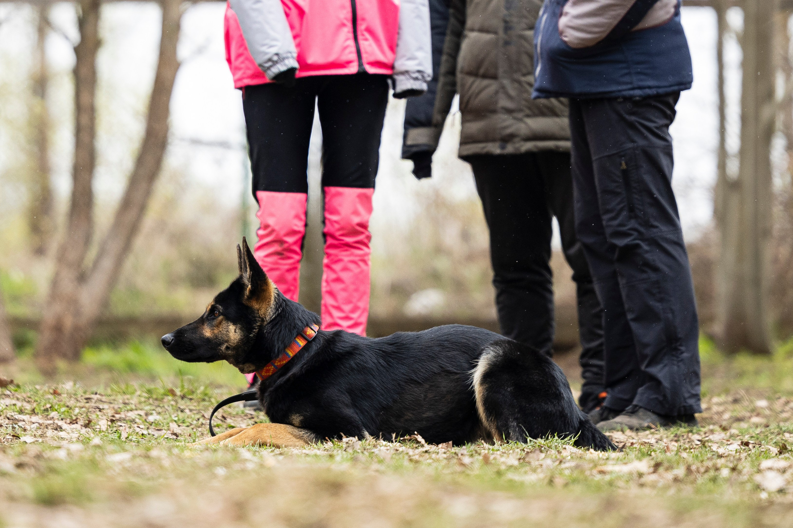 Квалификационные состязания по мондьорингу г. Вологда 11.05.24. Фотограф-анималист Анна Маринич