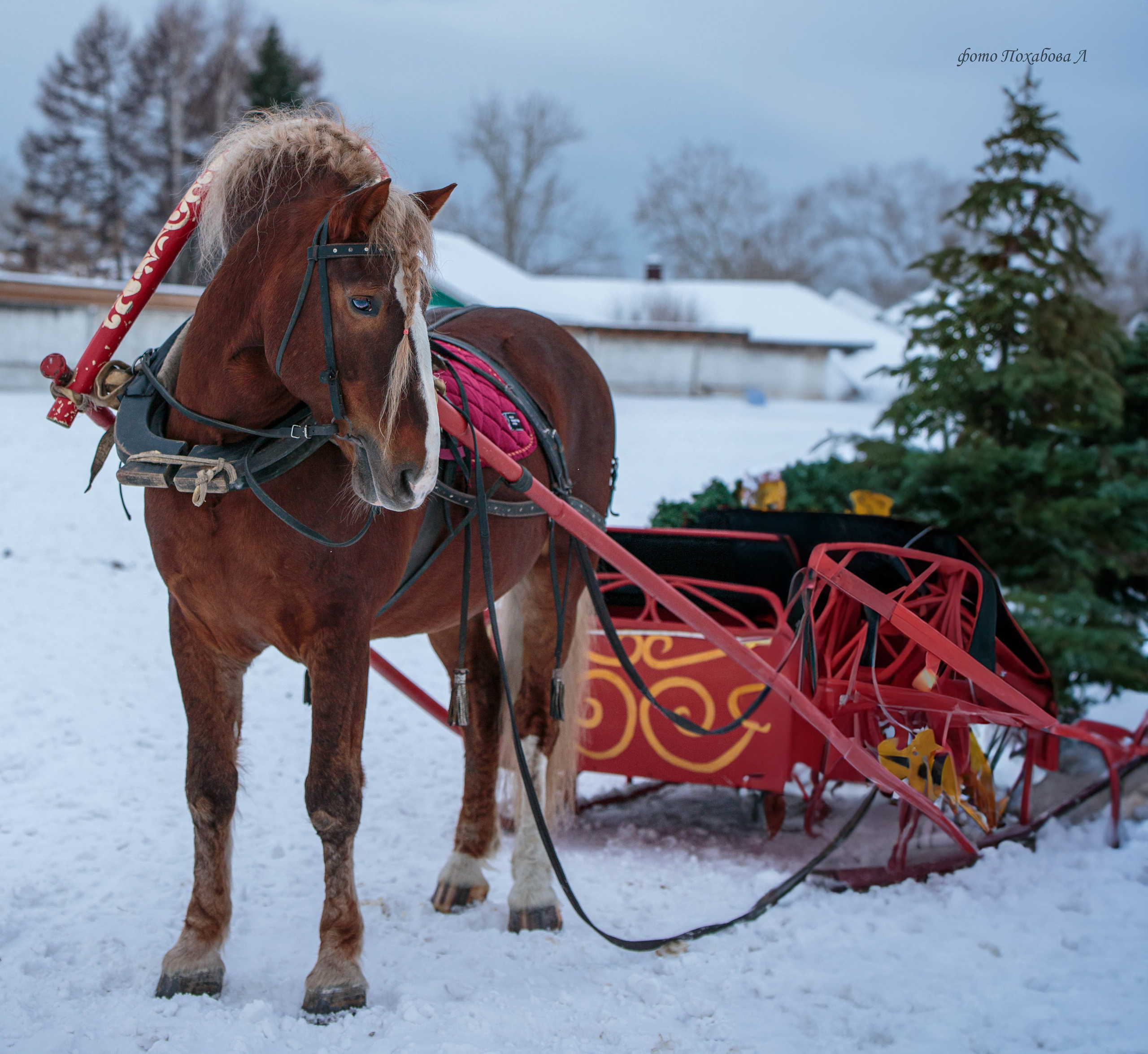 Карета 24. Конный фотограф в Красноярске — Любовь Похабова