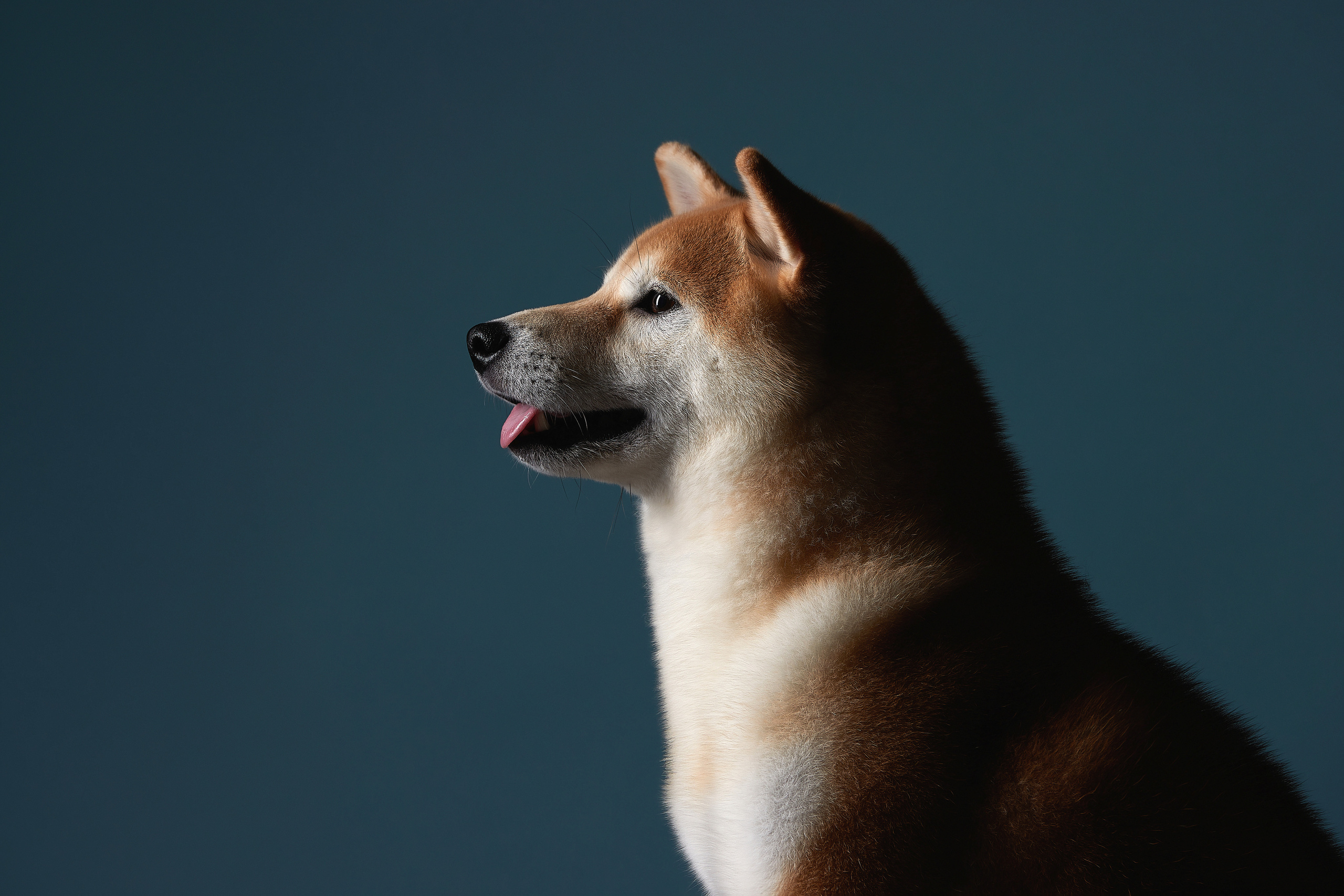 ФОТОГРАФ-АНИМАЛИСТ l LANA POLYAKOVA