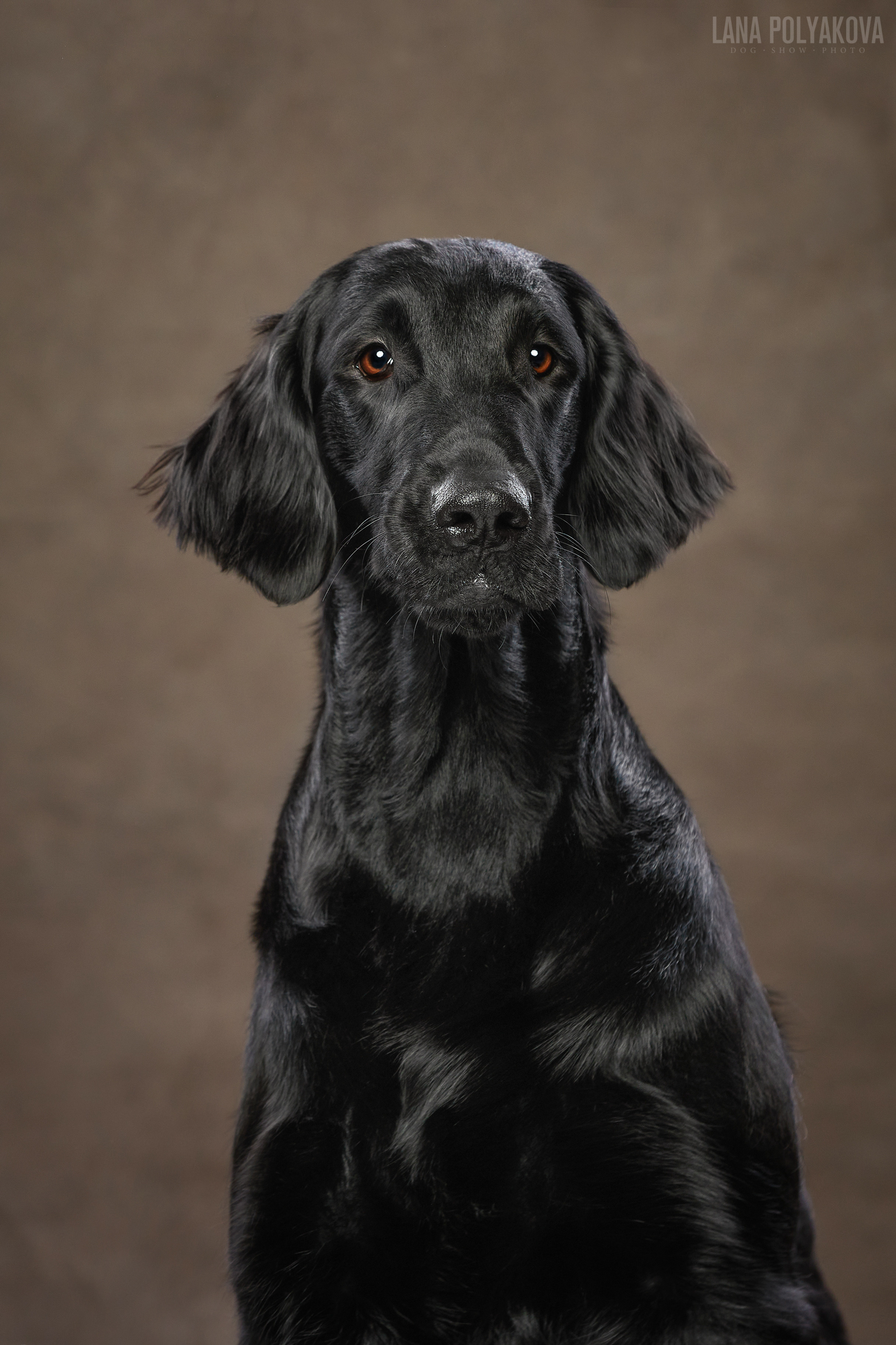 Прямошерстный ретривер Veron Velvet Decision Or Collision