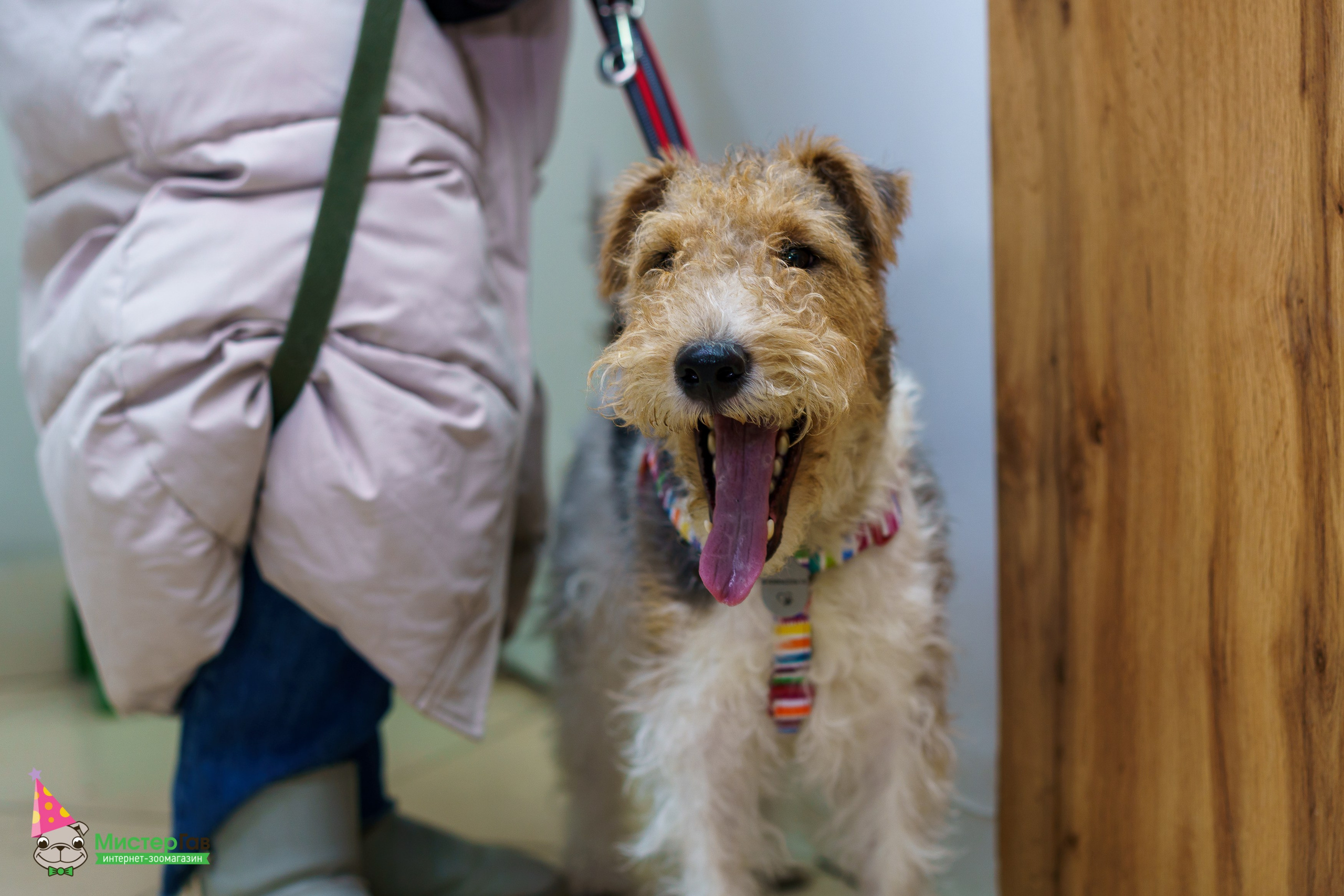 Мистер Гав -13 лет!. Фотограф Челябинск · Ольга Серебрякова