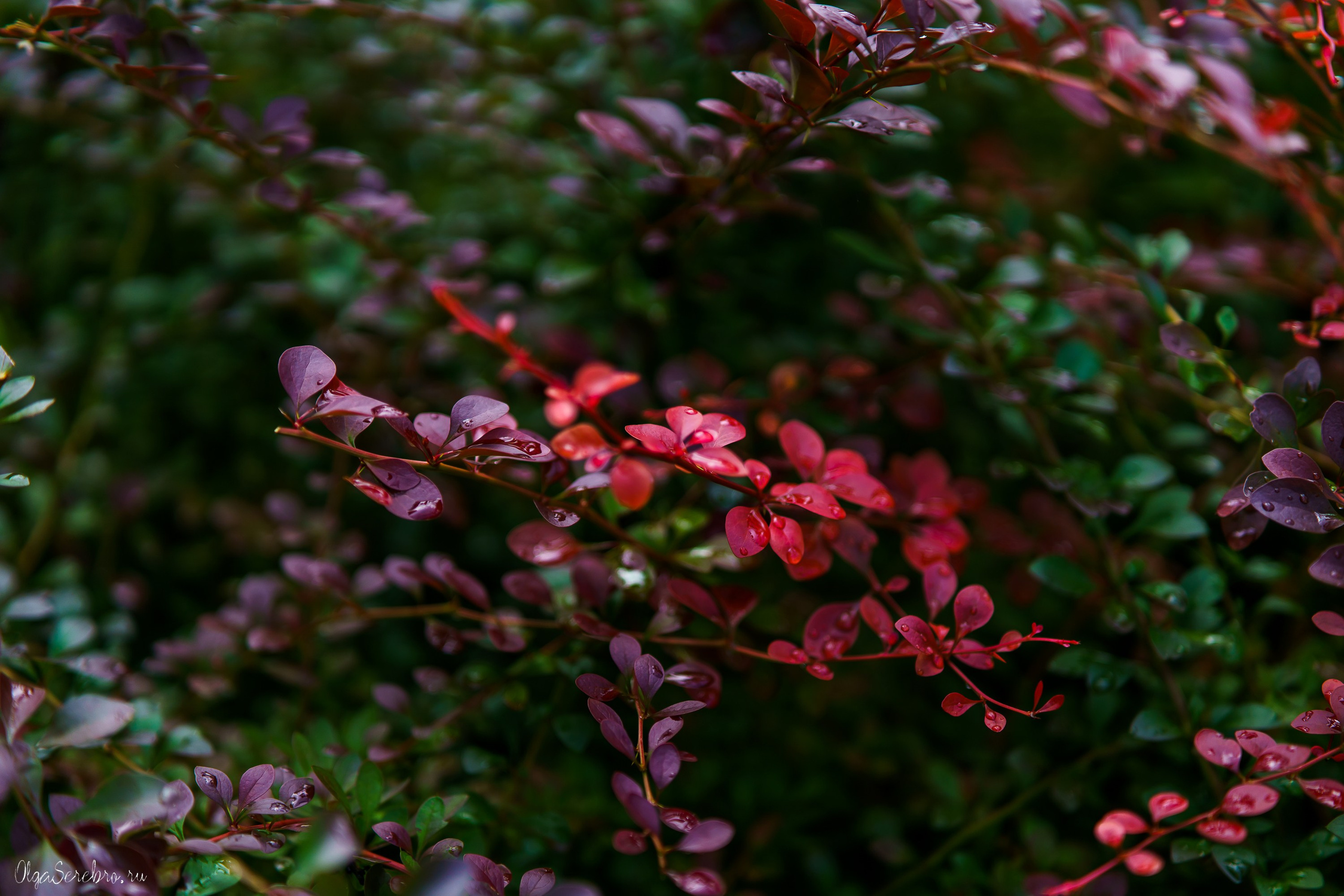 Клумба на Черкасской. Фотограф Челябинск · Ольга Серебрякова