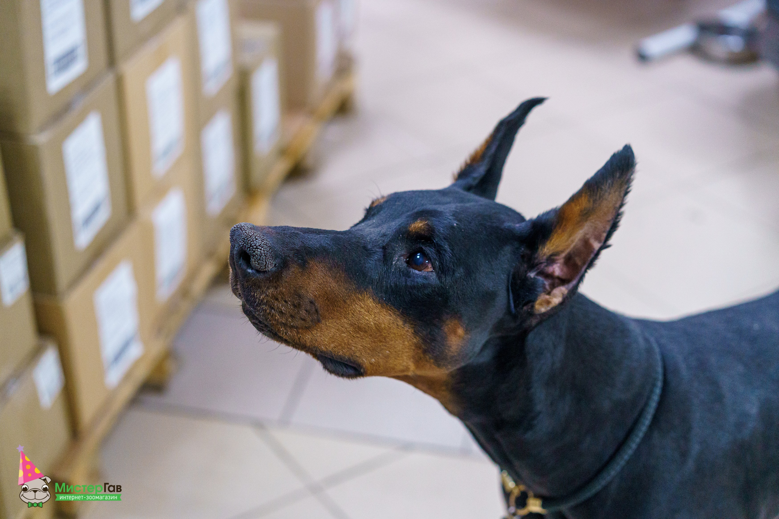 Мистер Гав -13 лет!. Фотограф Челябинск · Ольга Серебрякова