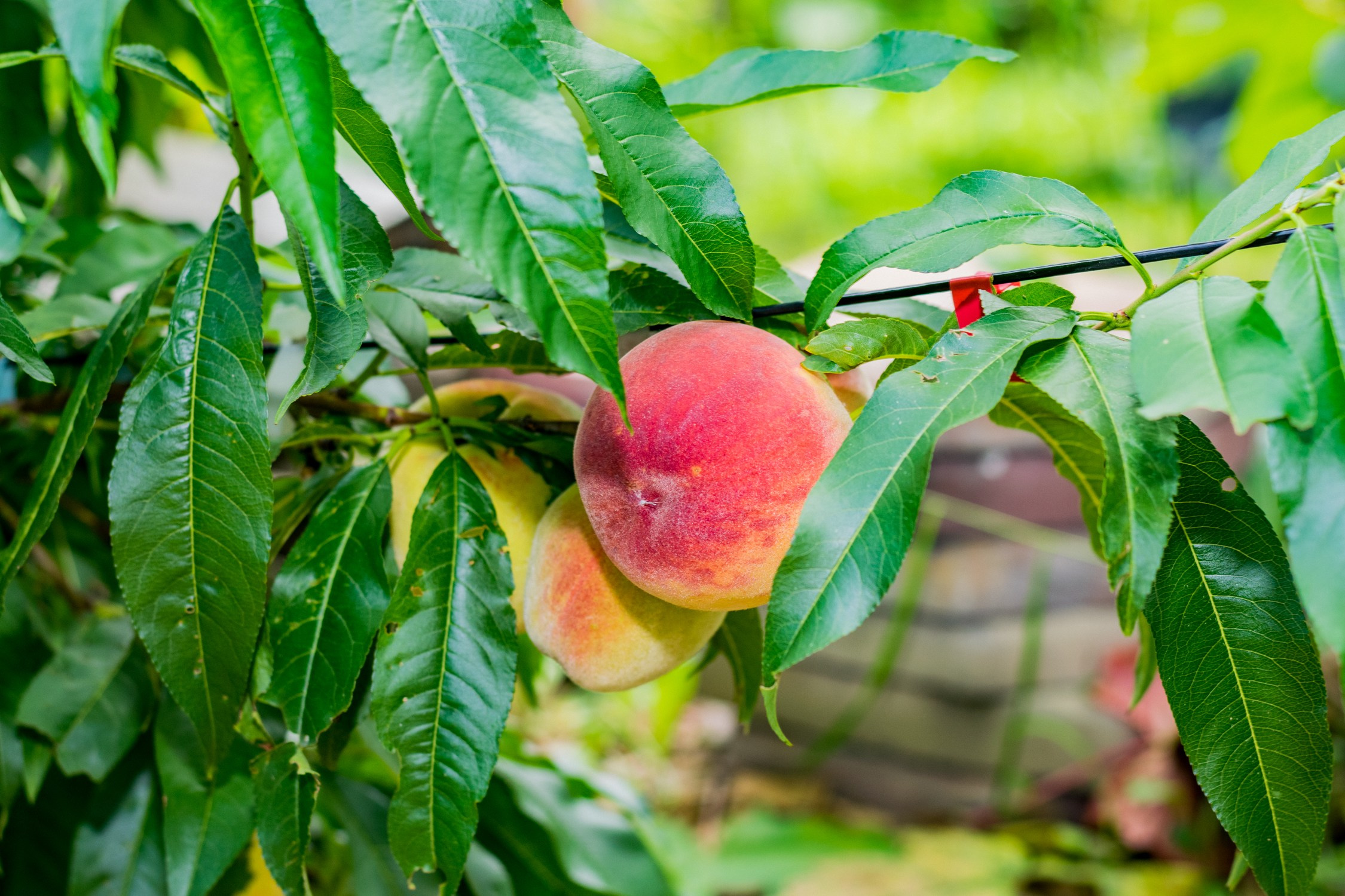 Антон Курдюмов фотограф в Хабаровске Рина Курдюмова фото27 foto27 Антон Дорофеев репортажный репортаж документалист Тони и Рина фотосоздатели Виноградники Хехцир 2024 Хабаровск виноград дикий фермер фермерство дачный сезон