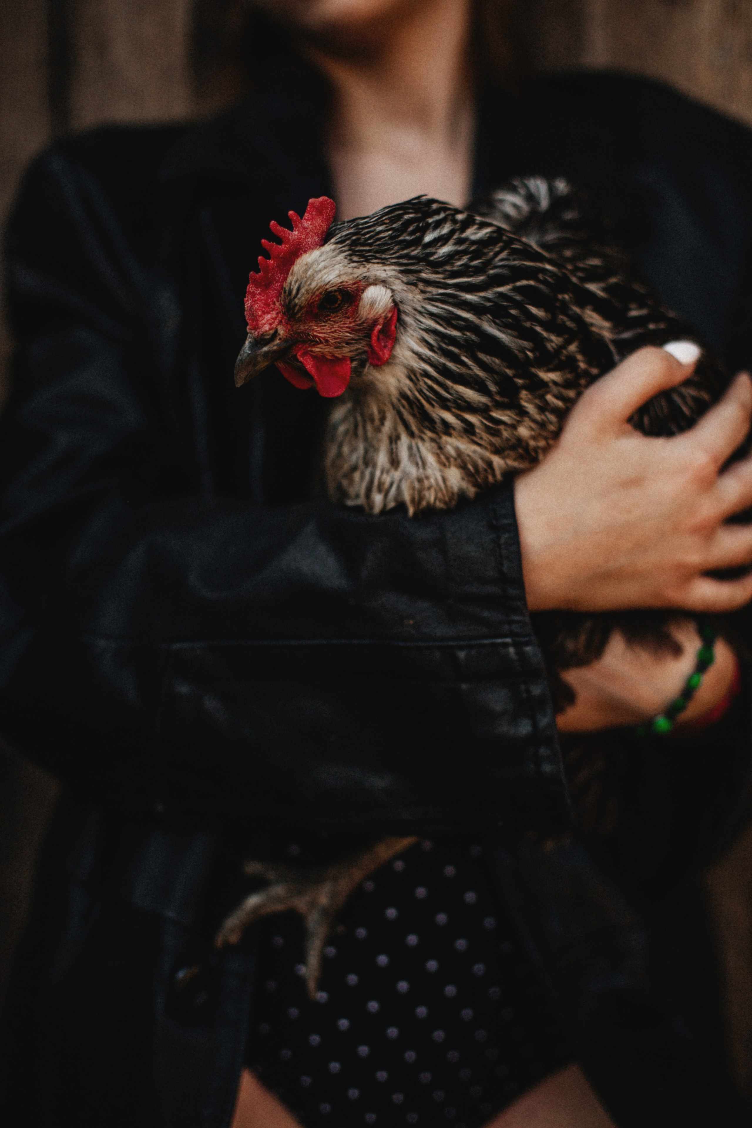Однажды в курятнике. Семейный и свадебный фотограф в Саратове Катерина Оленская