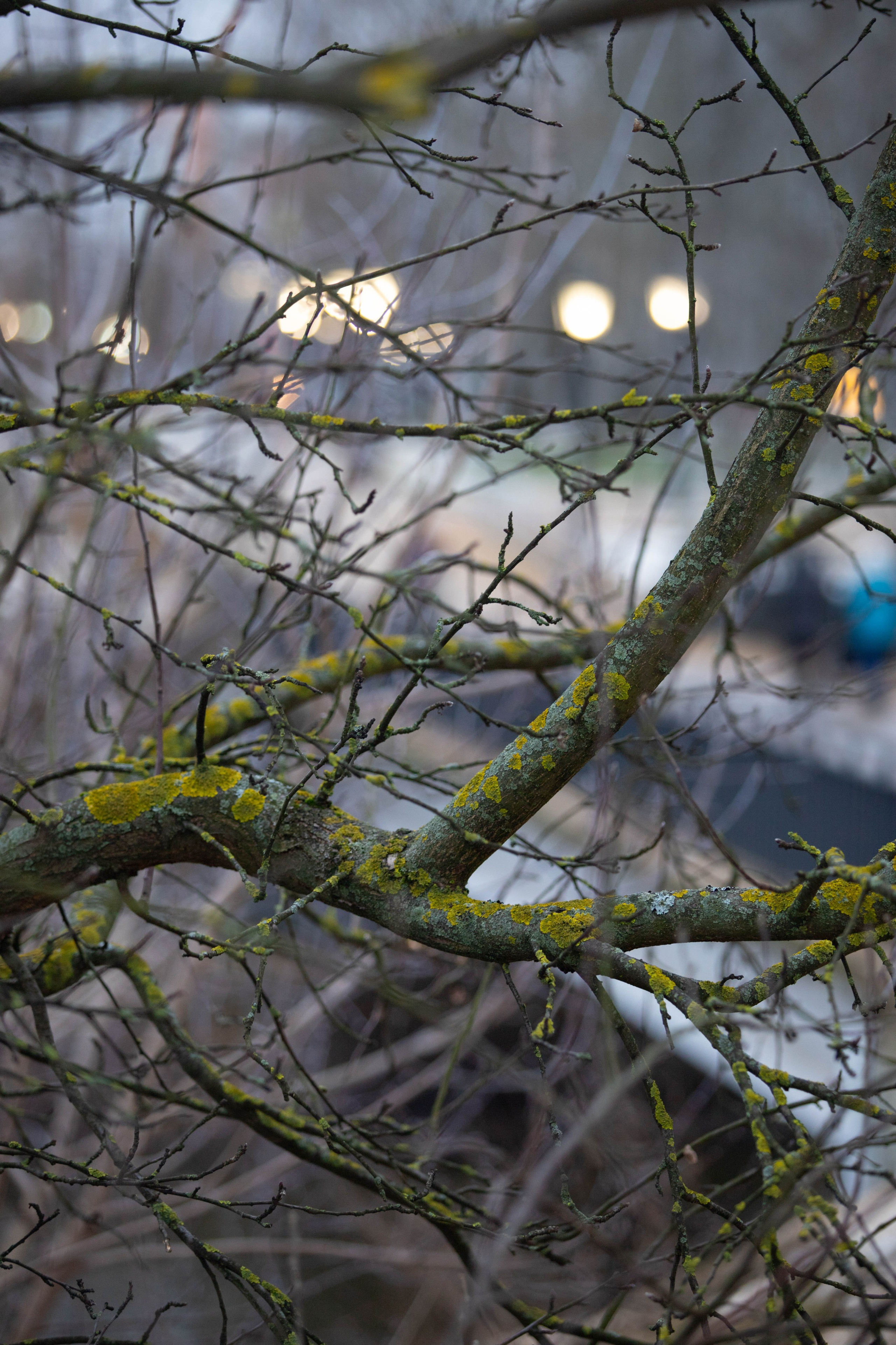 5 верст/декабрь. Александра Мельниченко/ Бегающий фотограф