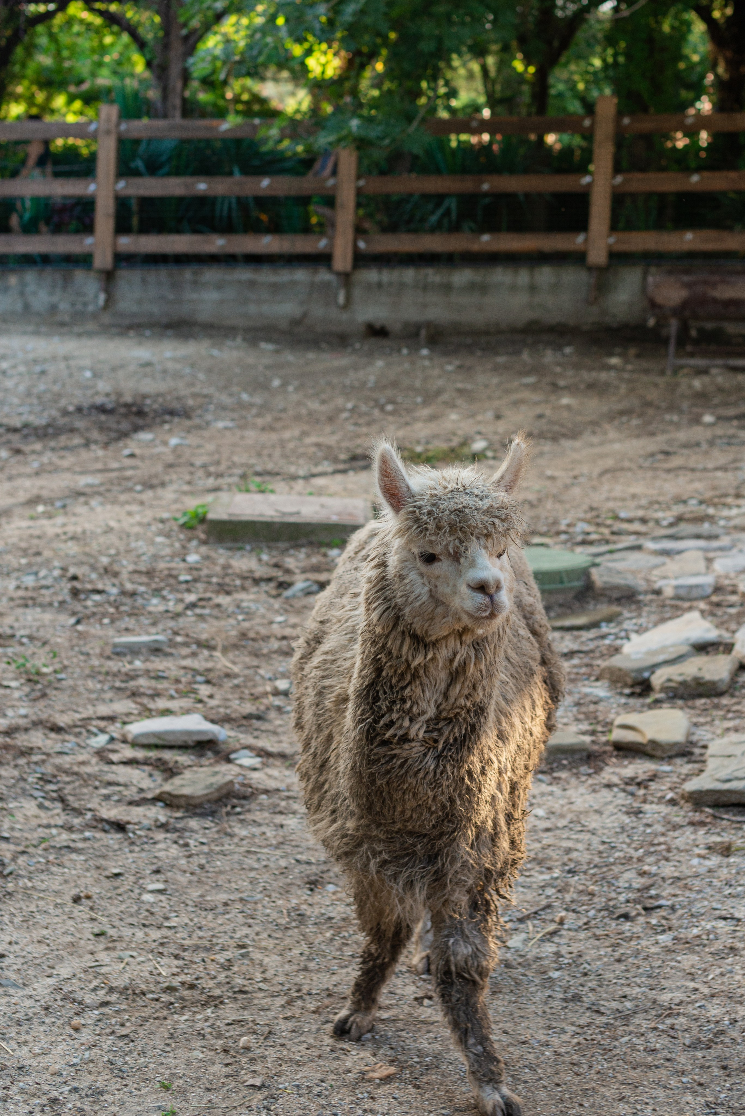 Июнь–Июль Отпуск Белореченск, Геленджик. Семейный, Свадебный фотограф СПБ Питер— Романова Екатерина