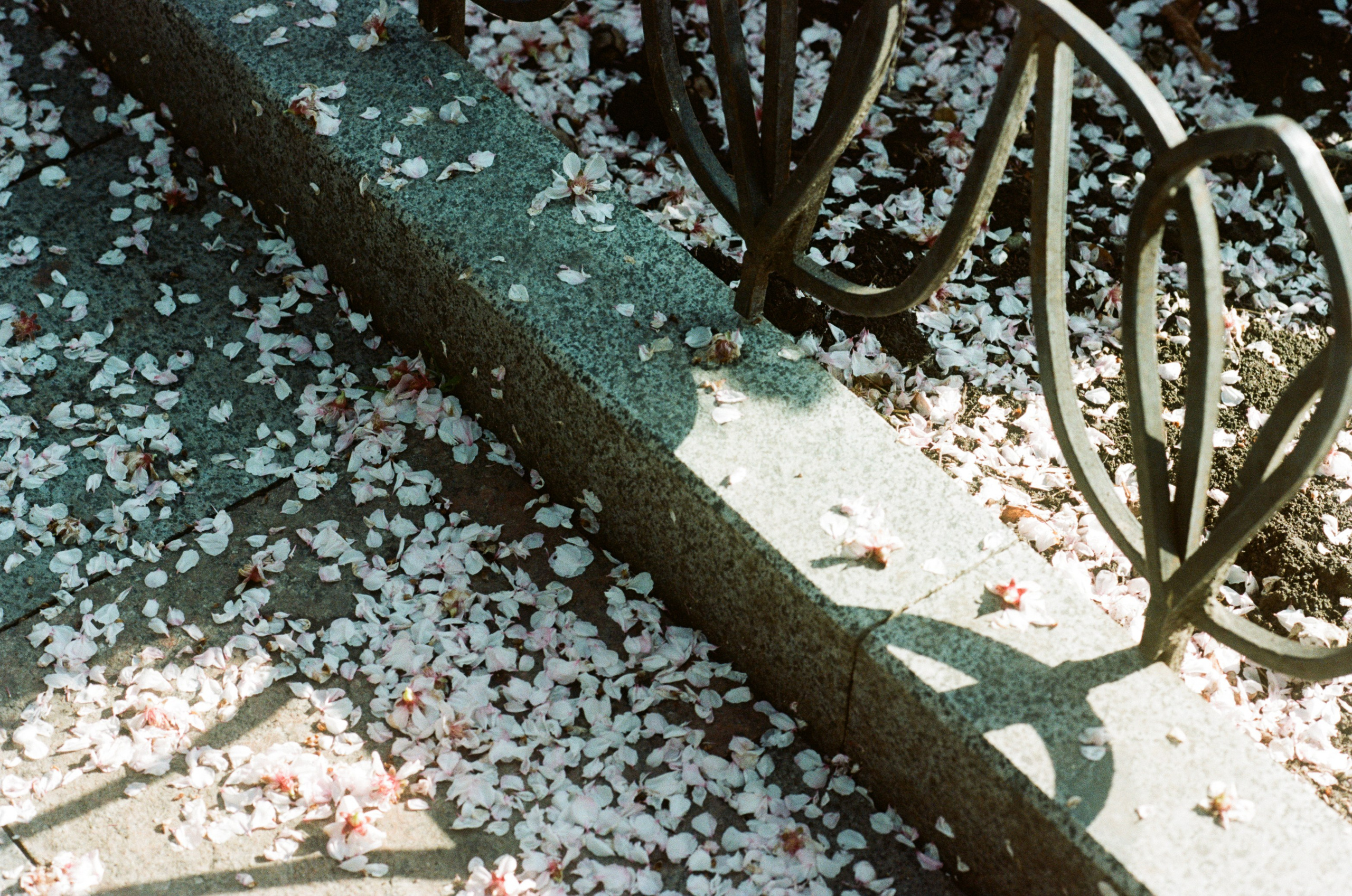 Sakura blues // ukraine, crimea. EVER EXPOSED