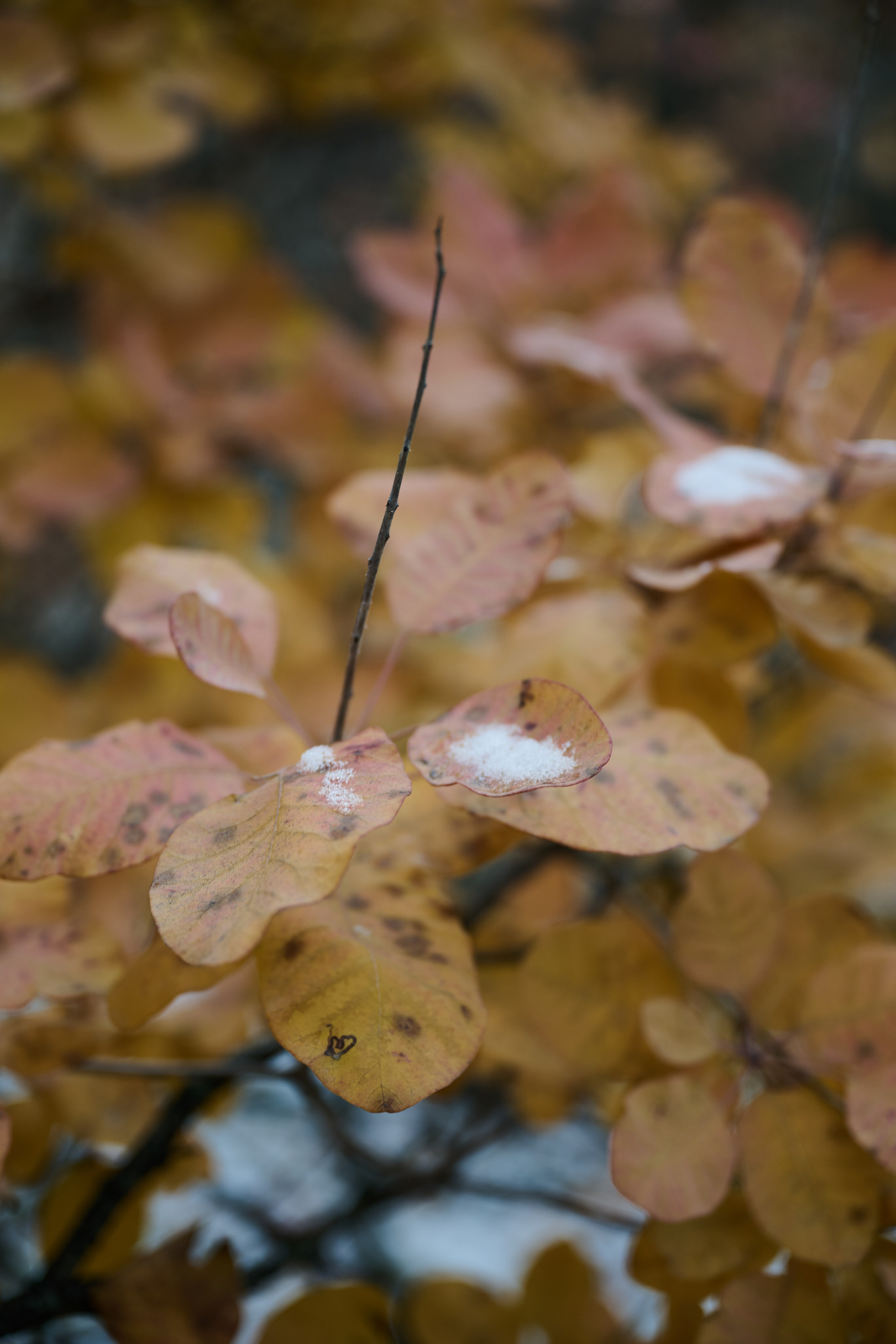 Рубежное. Декабрь 2024. Фотограф Роман Адлер
