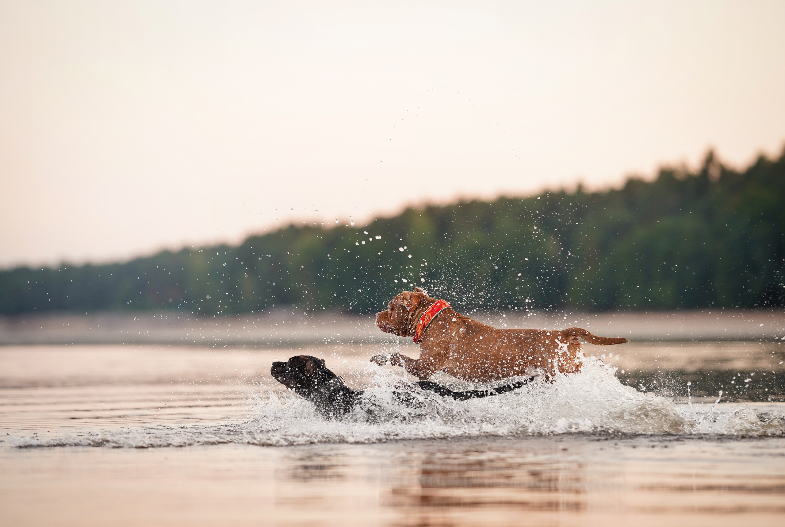 Татьяна Изи и Джем. Фотограф-анималист в Санкт-Петербурге Яна Мартынова