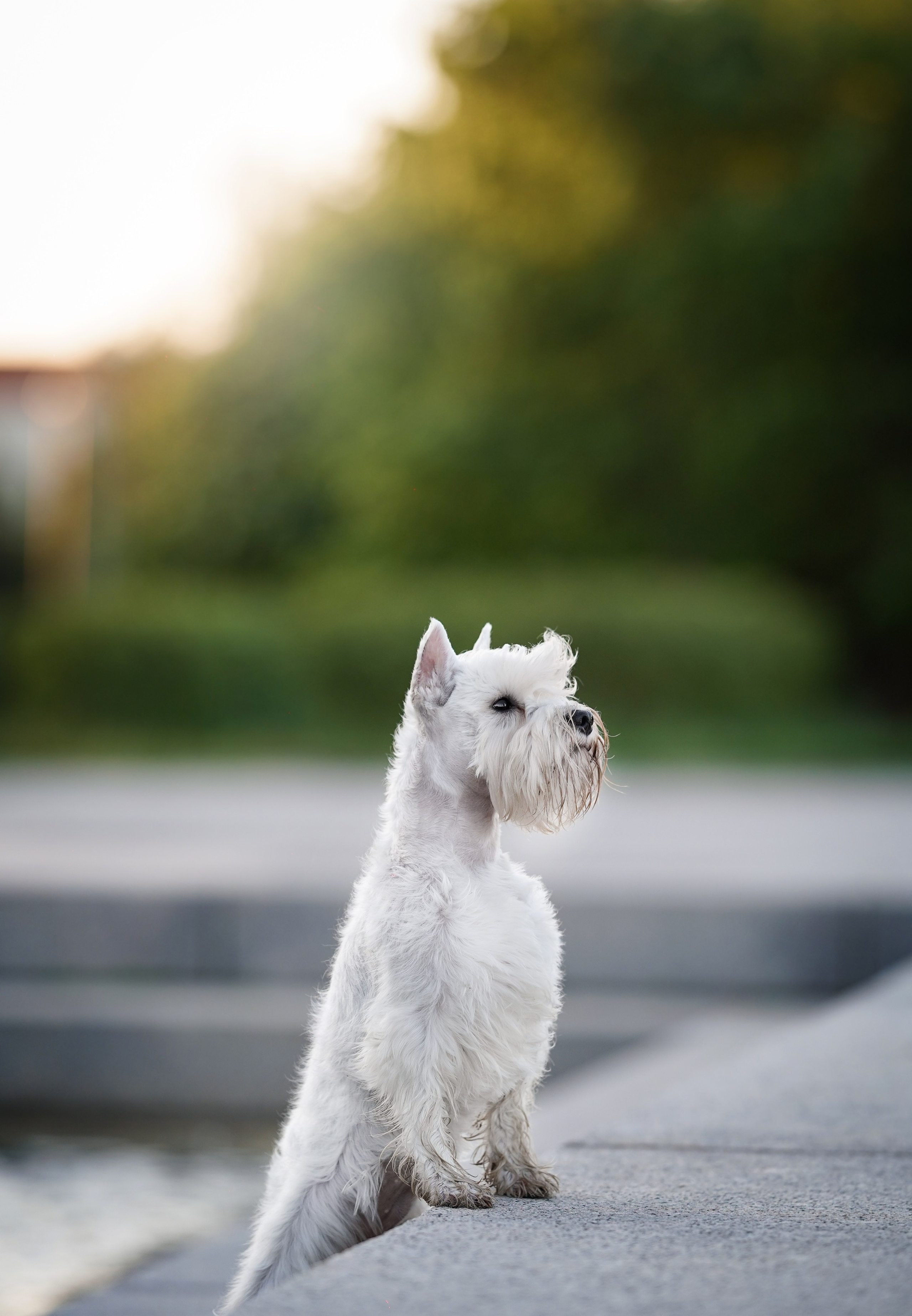Оля и Доминик. Фотограф-анималист в Санкт-Петербурге Яна Мартынова