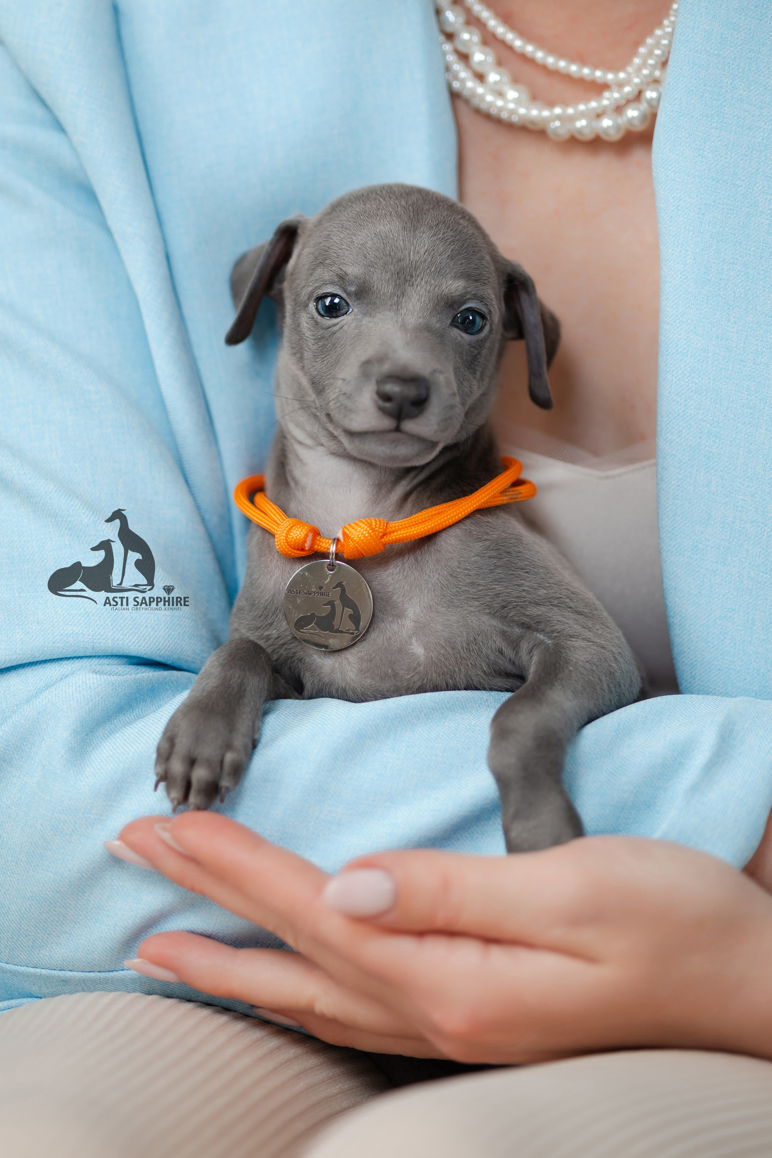 Весенние крошки. Professional Italian Greyhound Kennel RKF/FCI ASTI SAPPHIRE 💎 Sochi|St. Petersburg