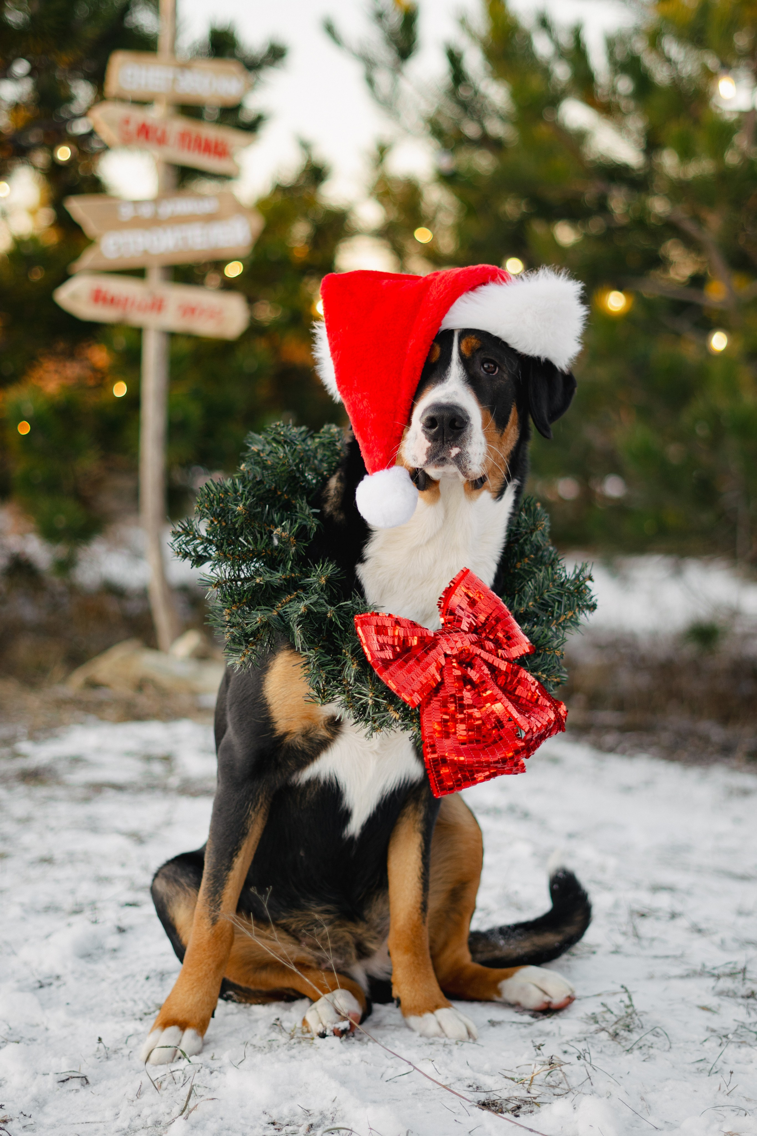 Новогодние. Елена Луковская. Семейная, портретная, репоражная съёмка