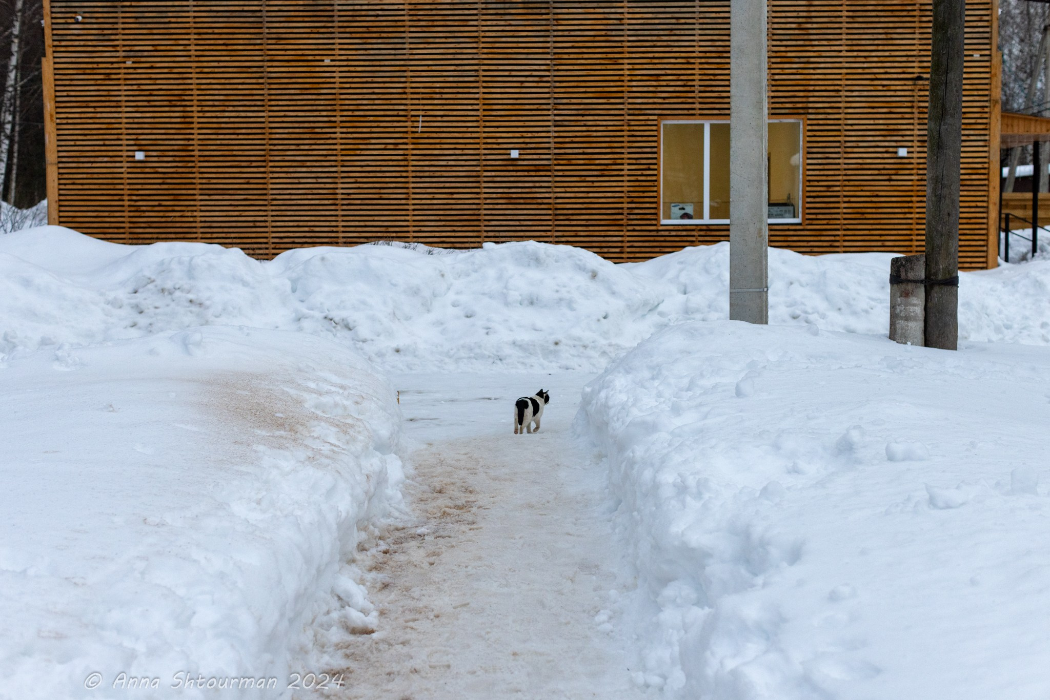 2024 Межрегиональная шахматная школа гроссмейстеров (Кострома, Россия). Фотограф Анна Штурман (репортажная съёмка любых событий и мероприятий) Anna Shtourman photographer