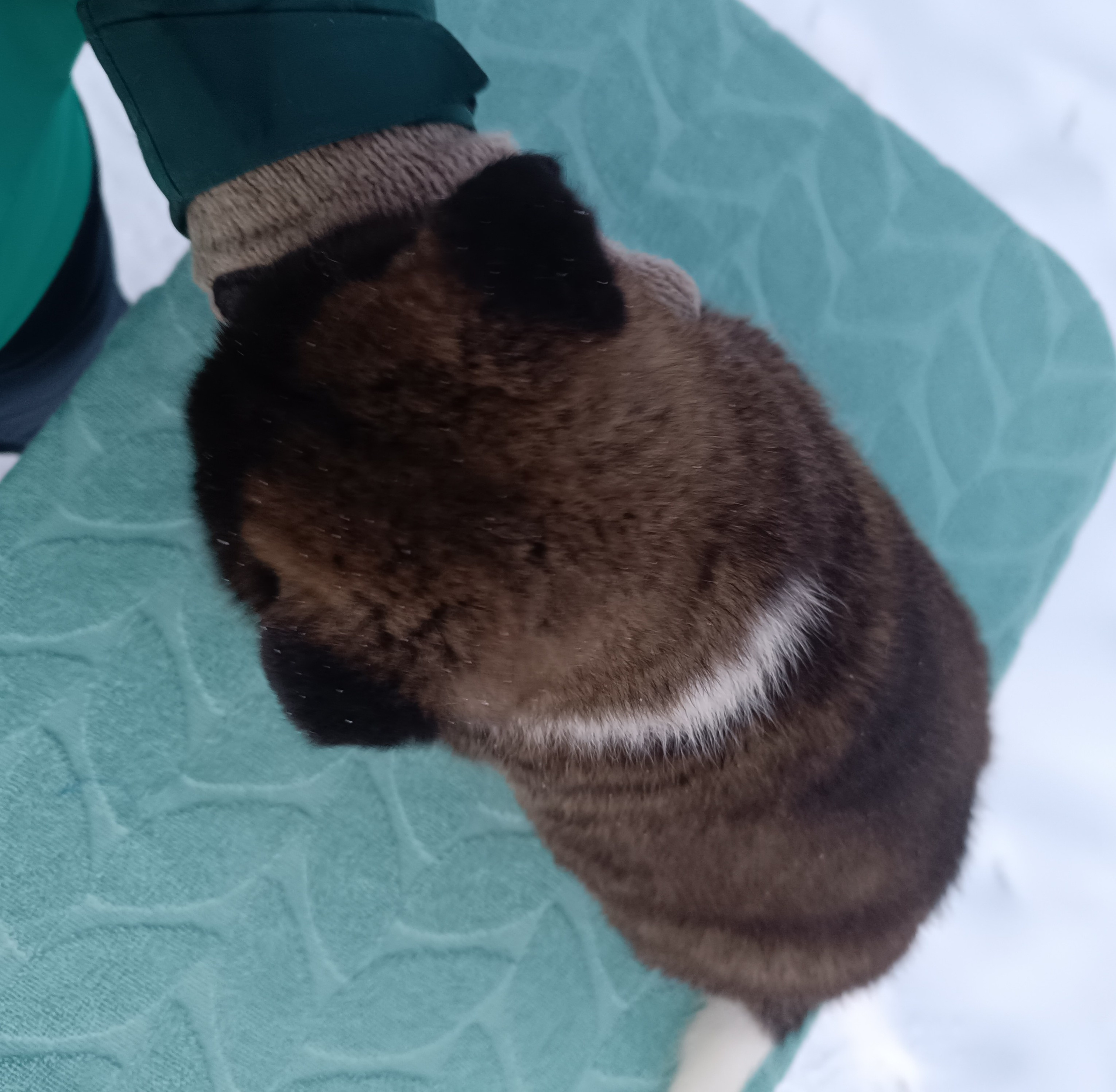 Американская акита  щенки питомник Санкт-Петербург клубные щенки Американская акита питомник RUBYLIGHT Рубилайт купить щенка американской акиты