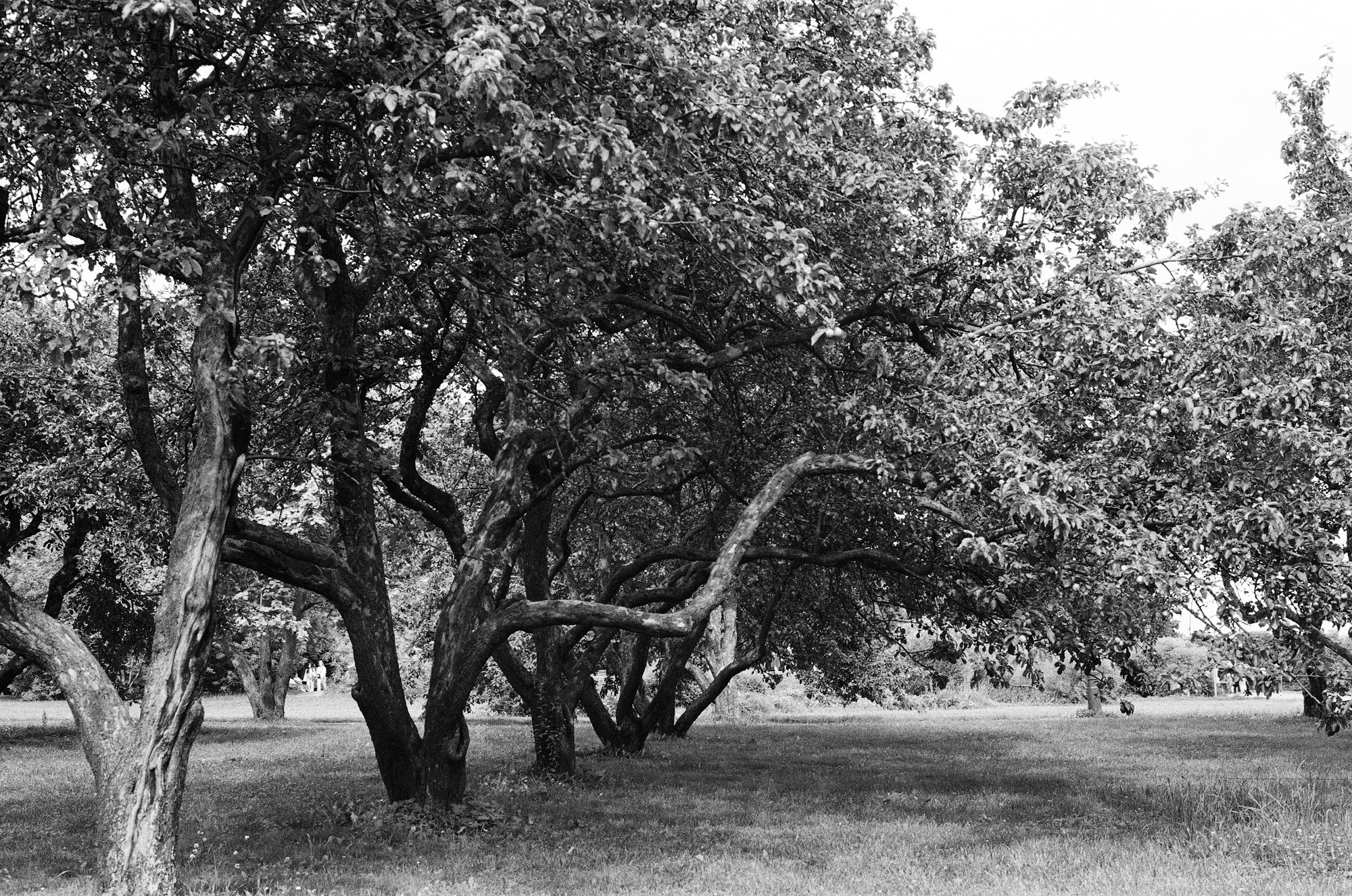 Парк Коломенское. Другой Павел Поцелуев. Фотограф в 2025 году