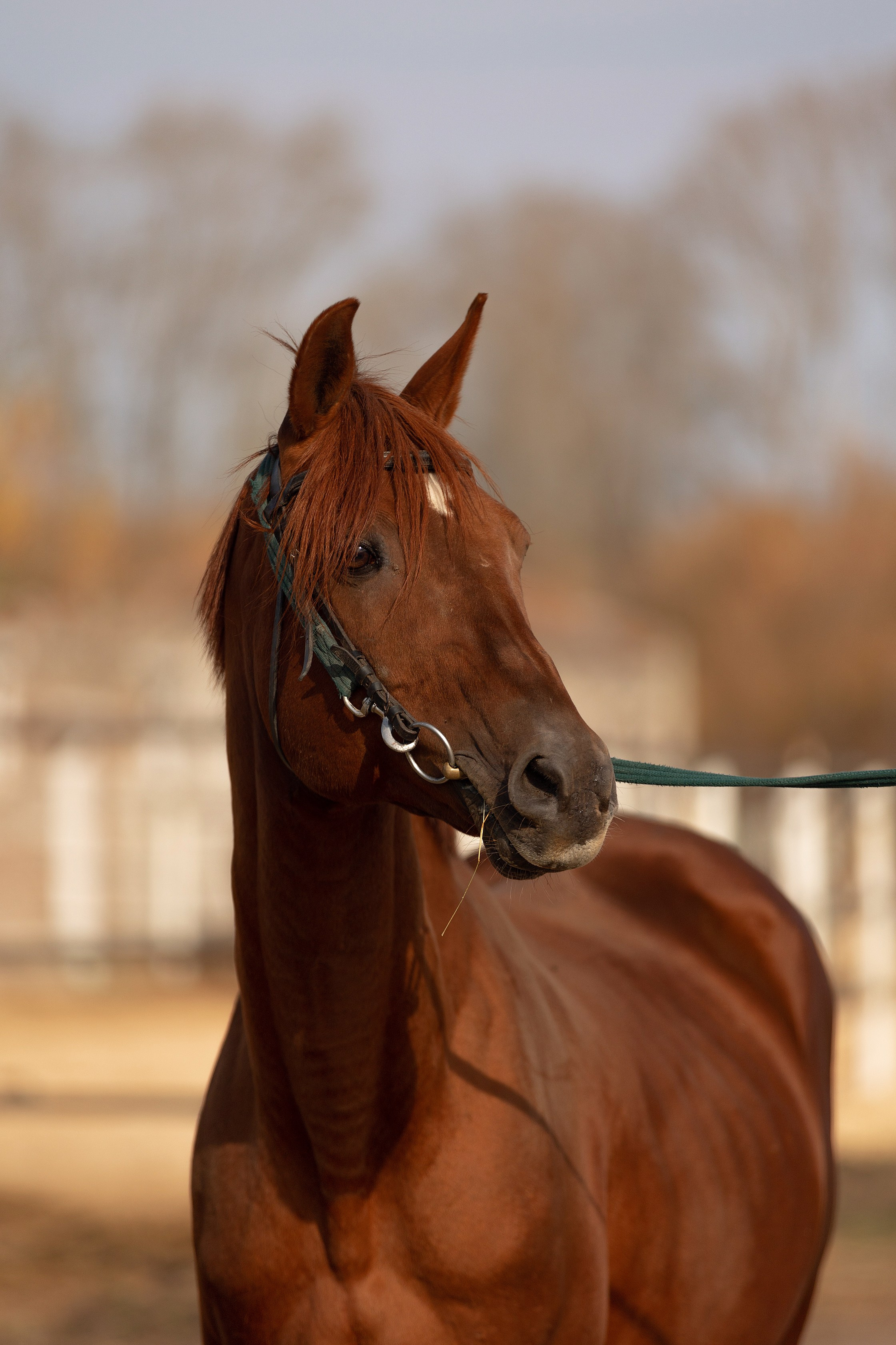 Лошади. Конный фотограф Валынкина Лера