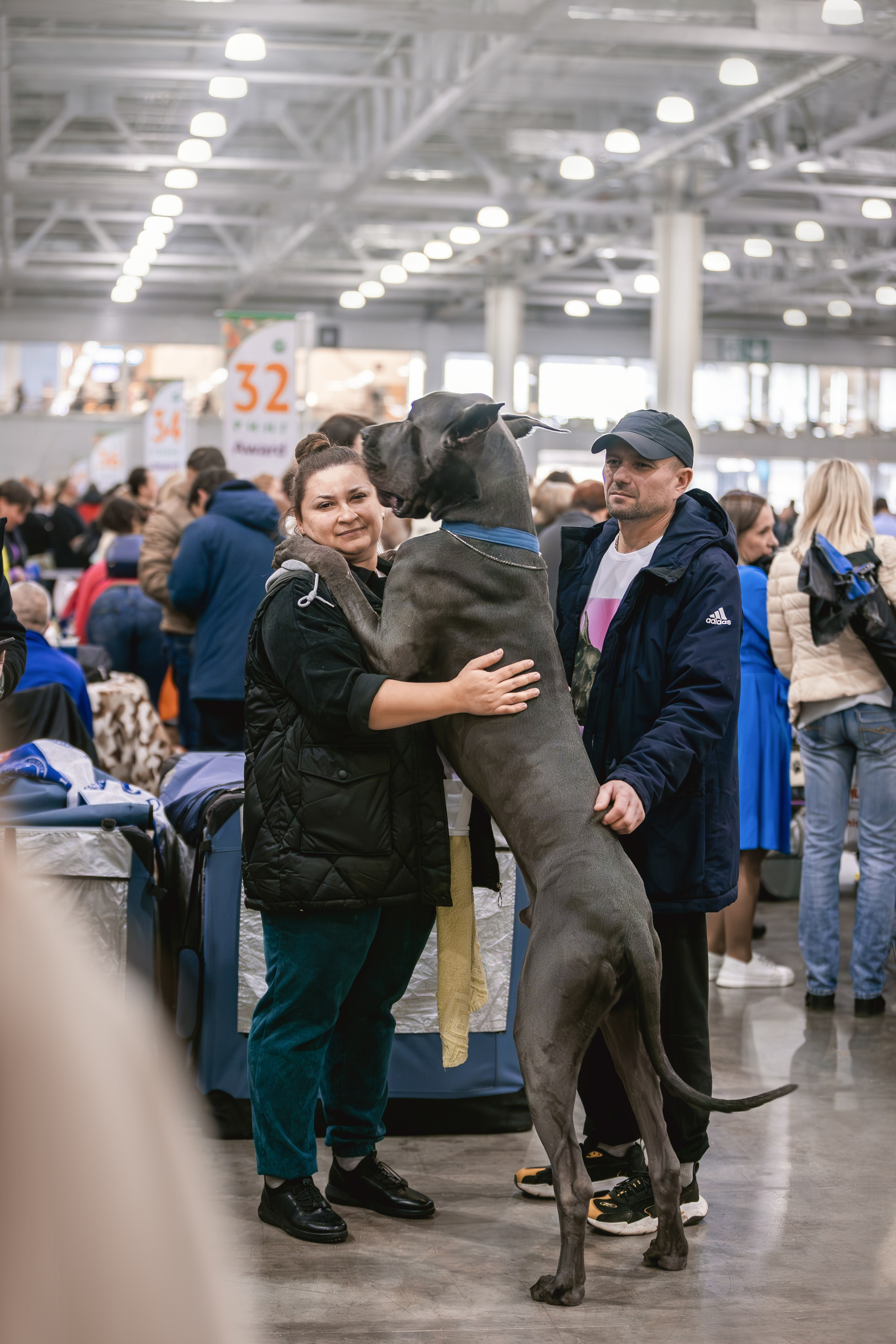 Выставки. Фотограф анималист в Москве Майорова Евгения