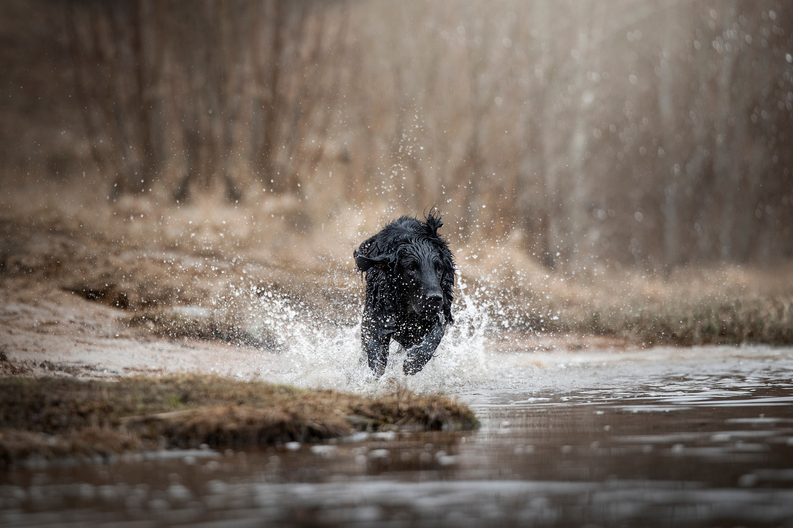 Ора, Ева, Рози и их семья. Фотограф — Анималист | Санкт-Петербург