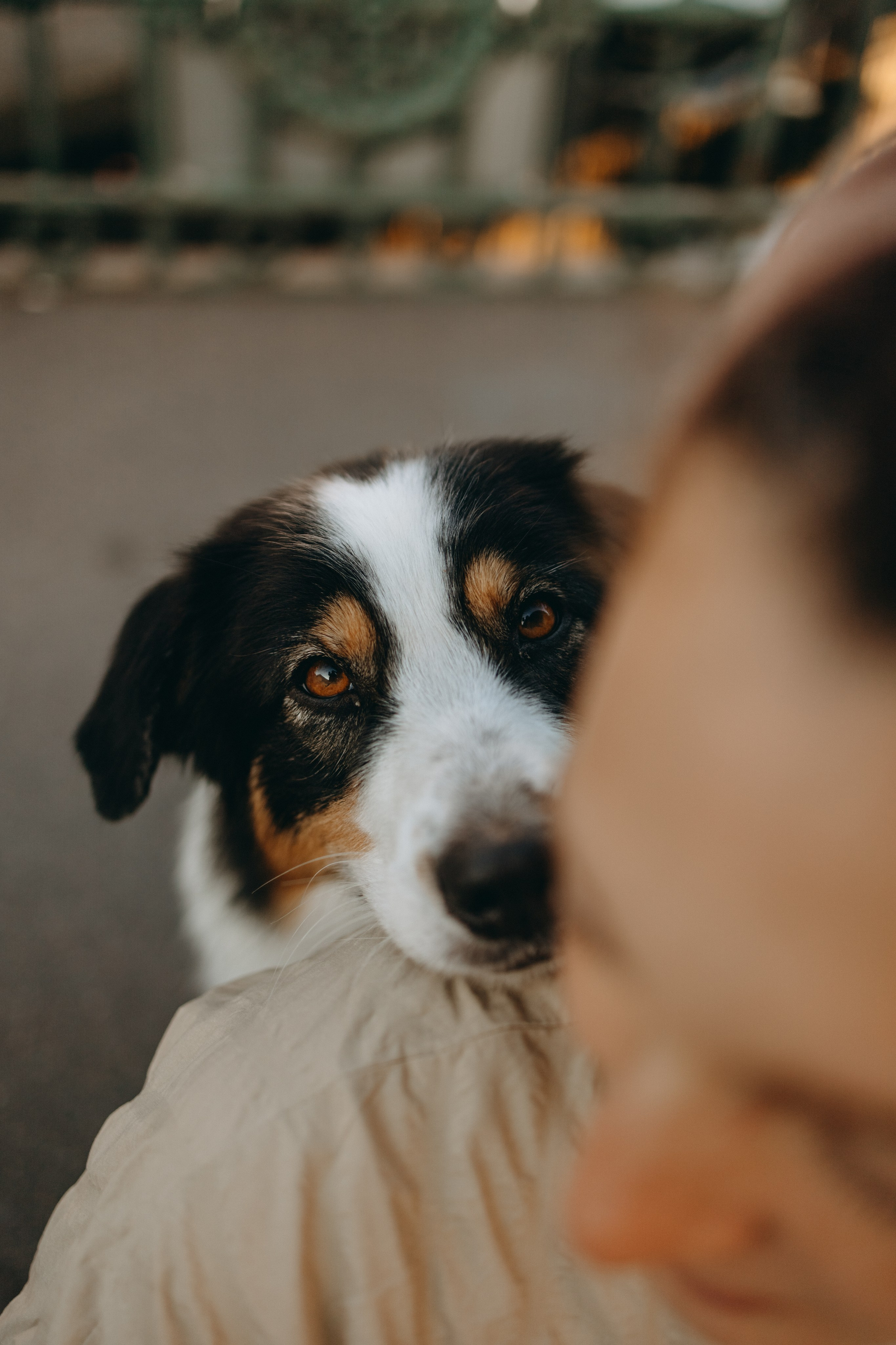 Катя и ее девочки. Фотограф — Анималист | Санкт-Петербург
