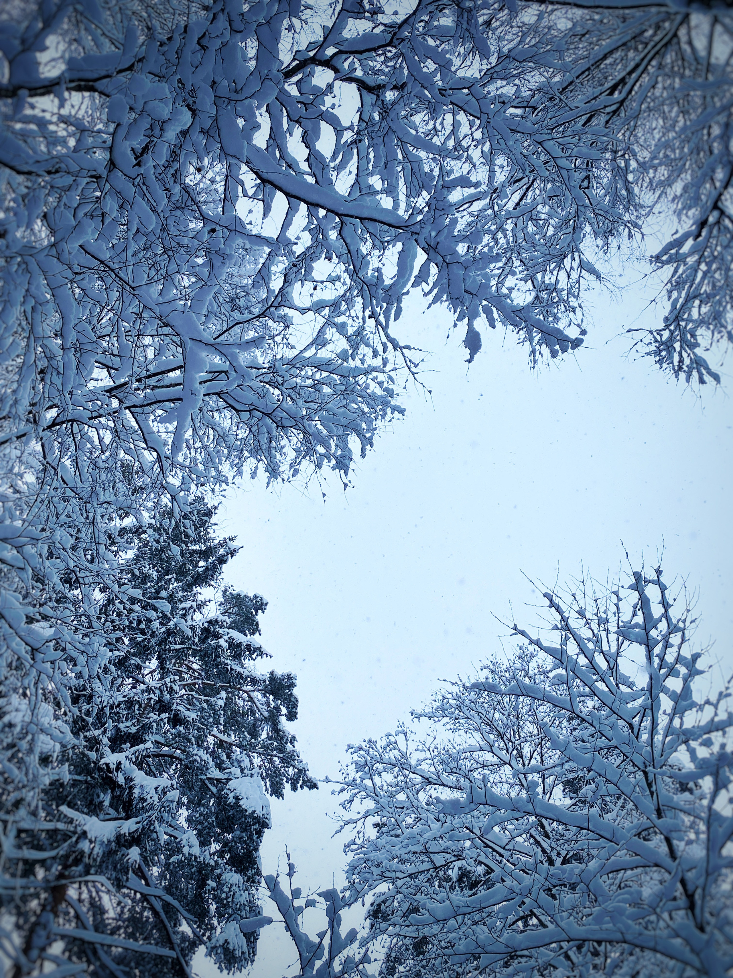 Природа. Фотокружок «Видоискатель» ГБОУ СОШ № 291