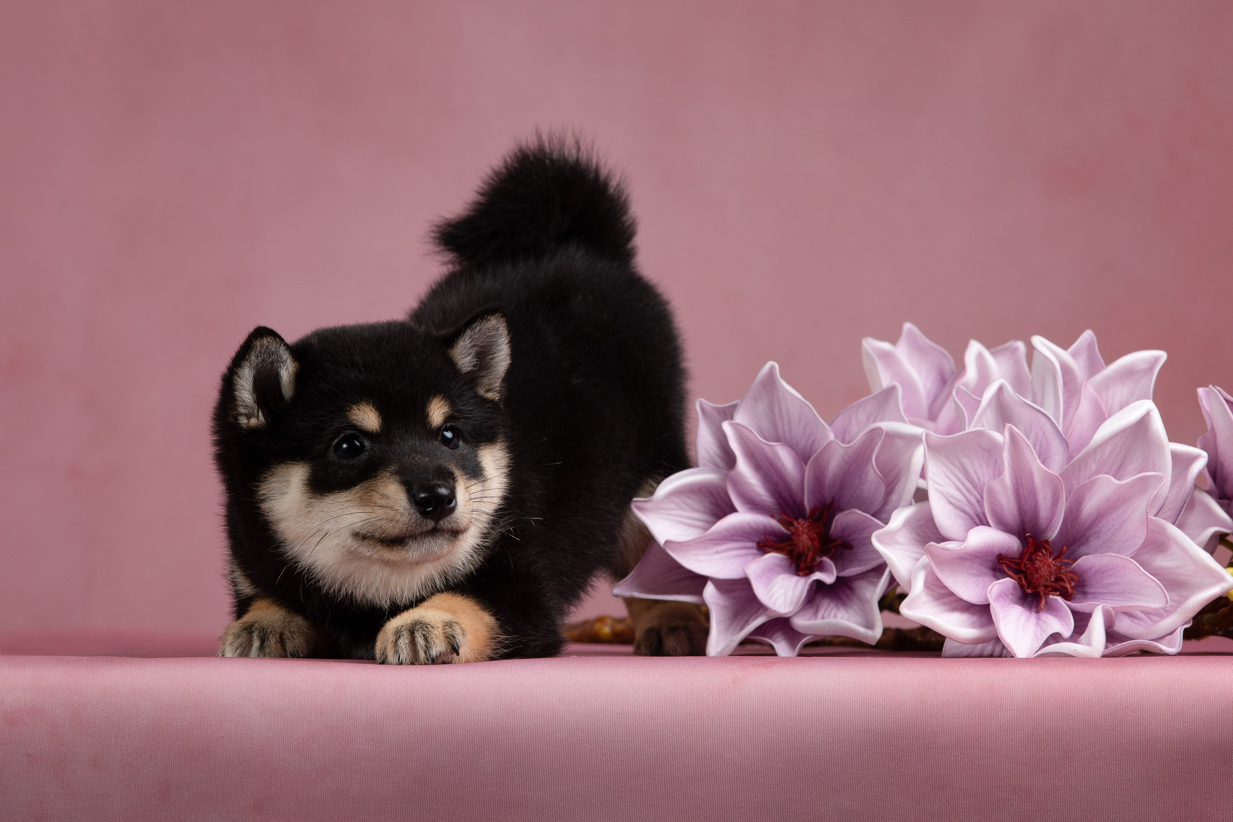 Гламурная фотосессия для щеночков. Фотограф-анималист в Москве и Московской области Татьяна Фролова