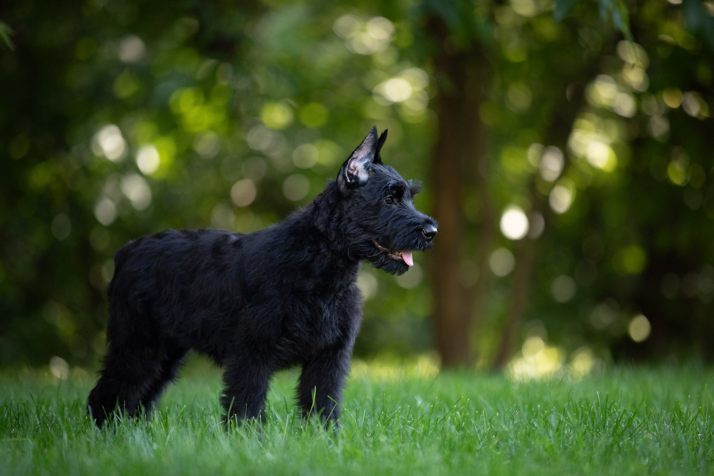 Уличная съемка щенков ризеншнауцера. Фотограф-анималист в Москве и Московской области Татьяна Фролова